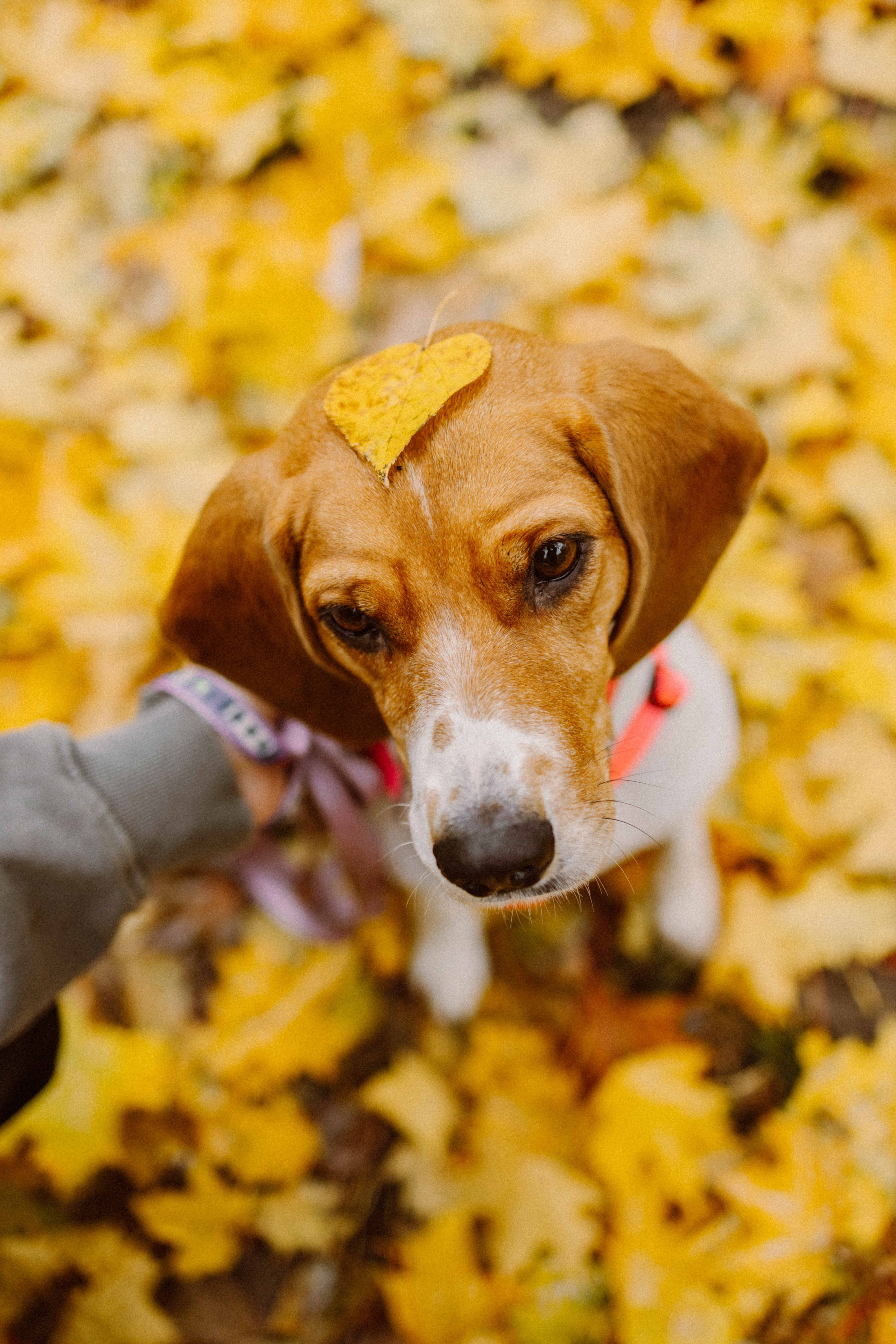 Света и Ива. Фотограф-анималист в Москве Лера Черноног