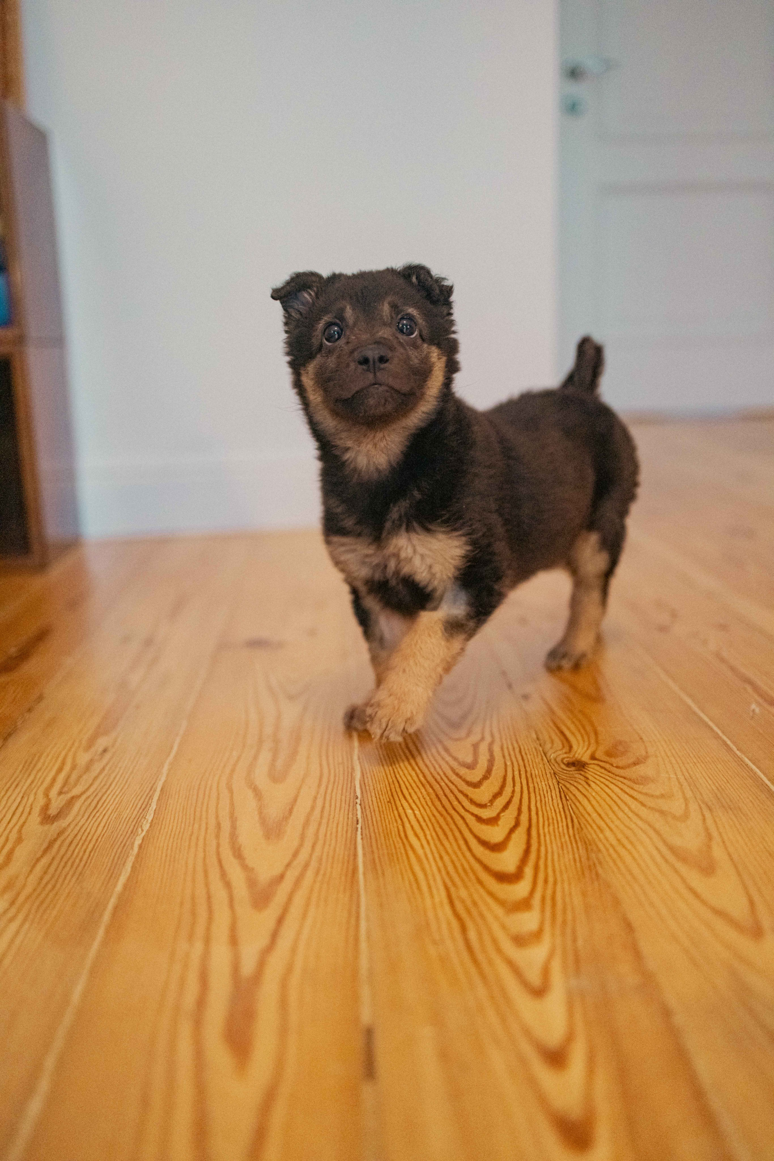 Пеппа. Фотограф-анималист в Москве Лера Черноног