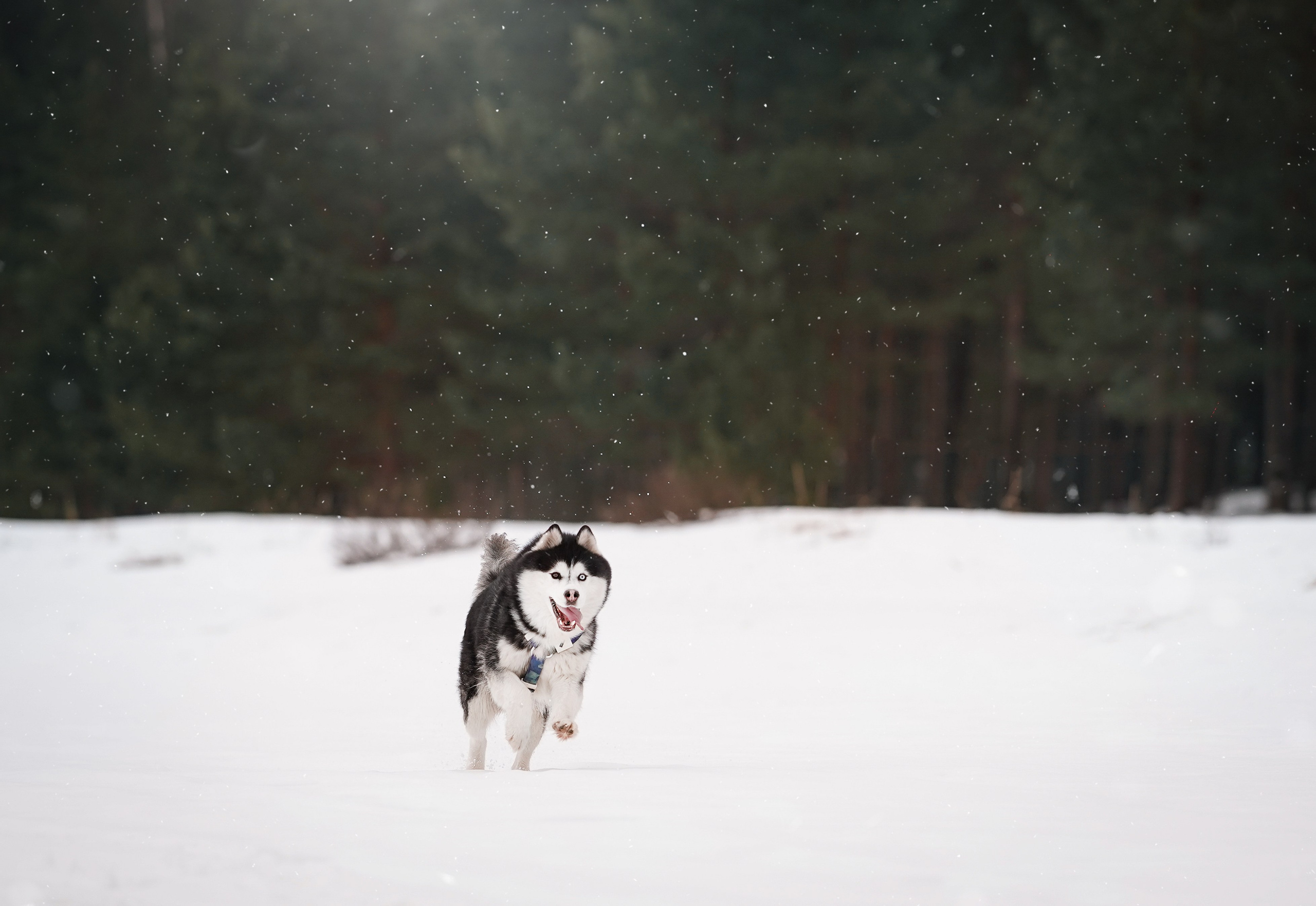Лора Джанго и Хэппи. Фотограф-анималист в Санкт-Петербурге Яна Мартынова