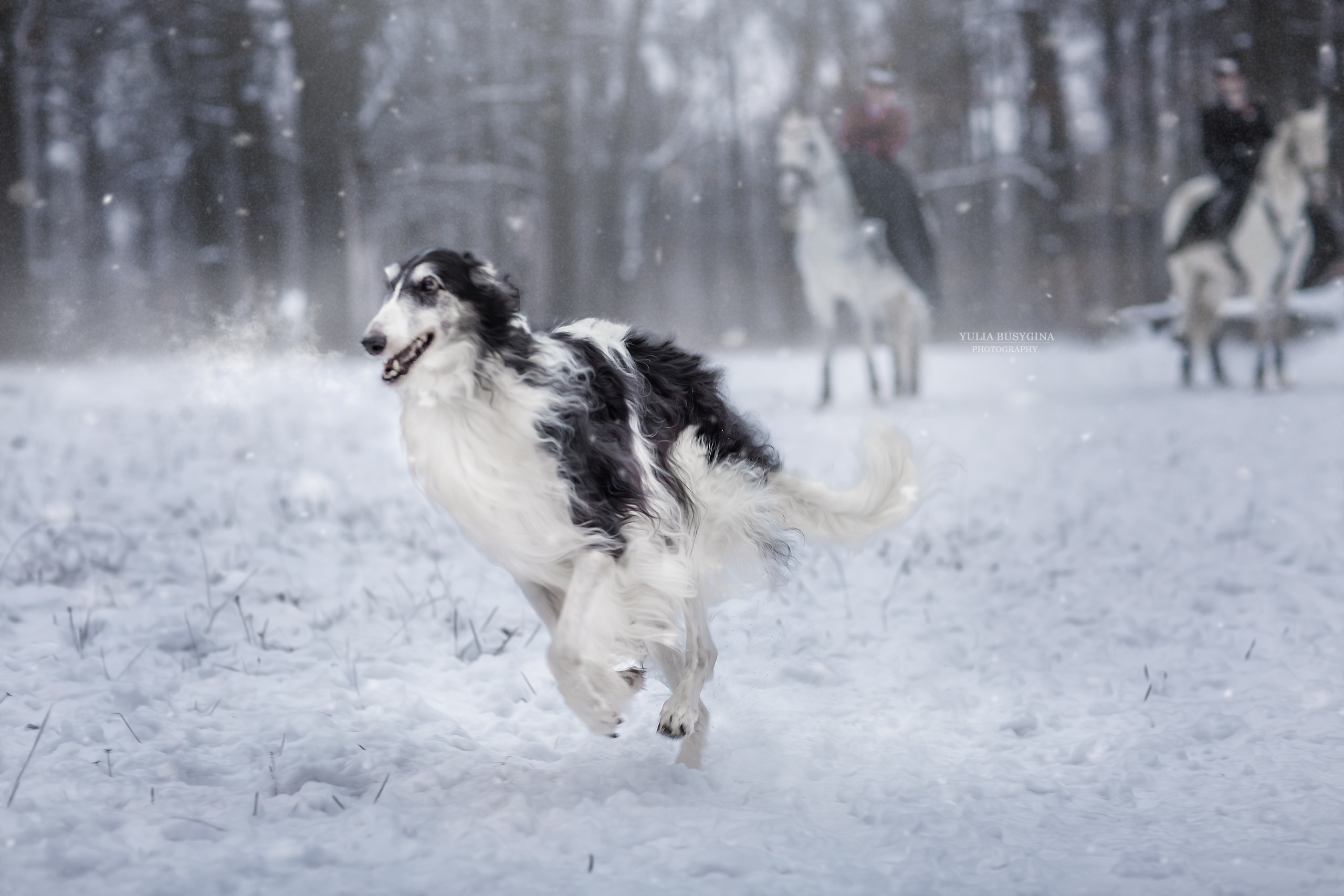 ТЕМАТИЧЕСКИЕ. Фотограф Юлия Бусыгина