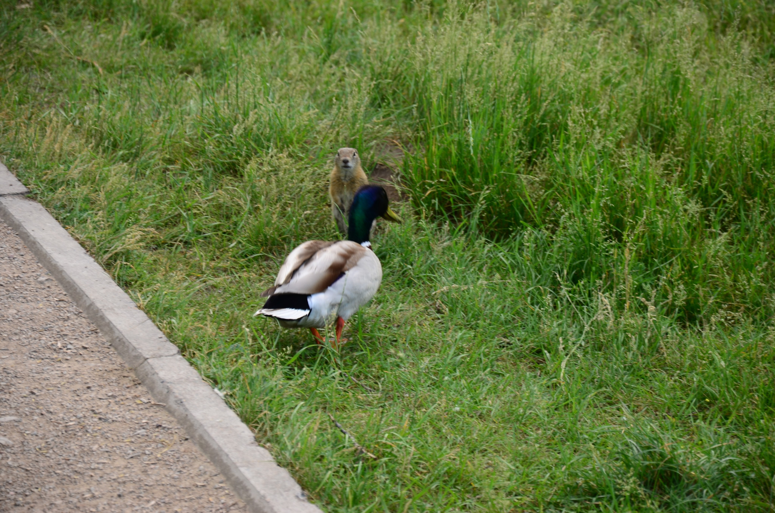 Дары природы. Фотограф viktor viktor