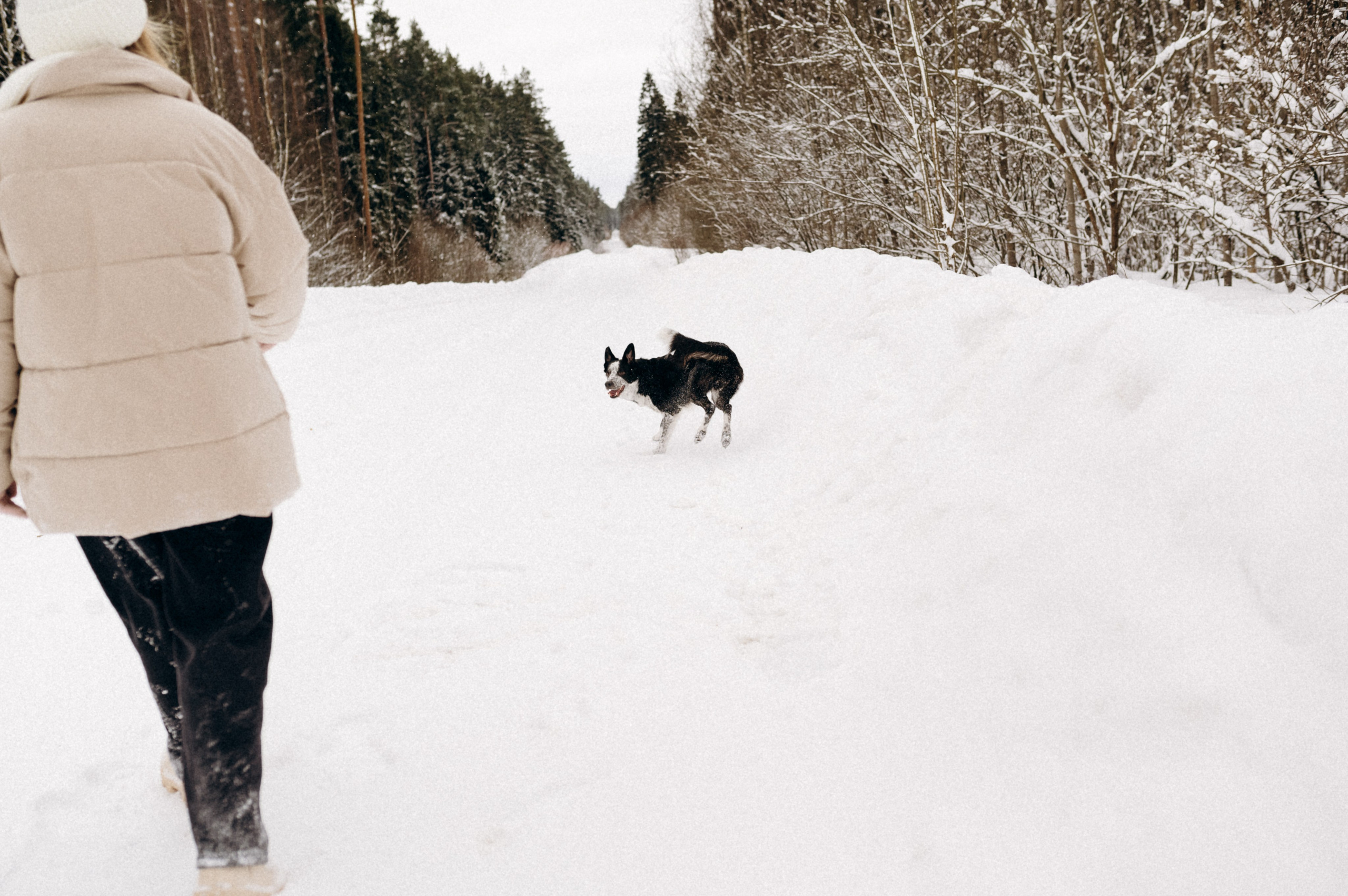 Аня и Милан. Фотограф анималист в Москве Ольга Агушева