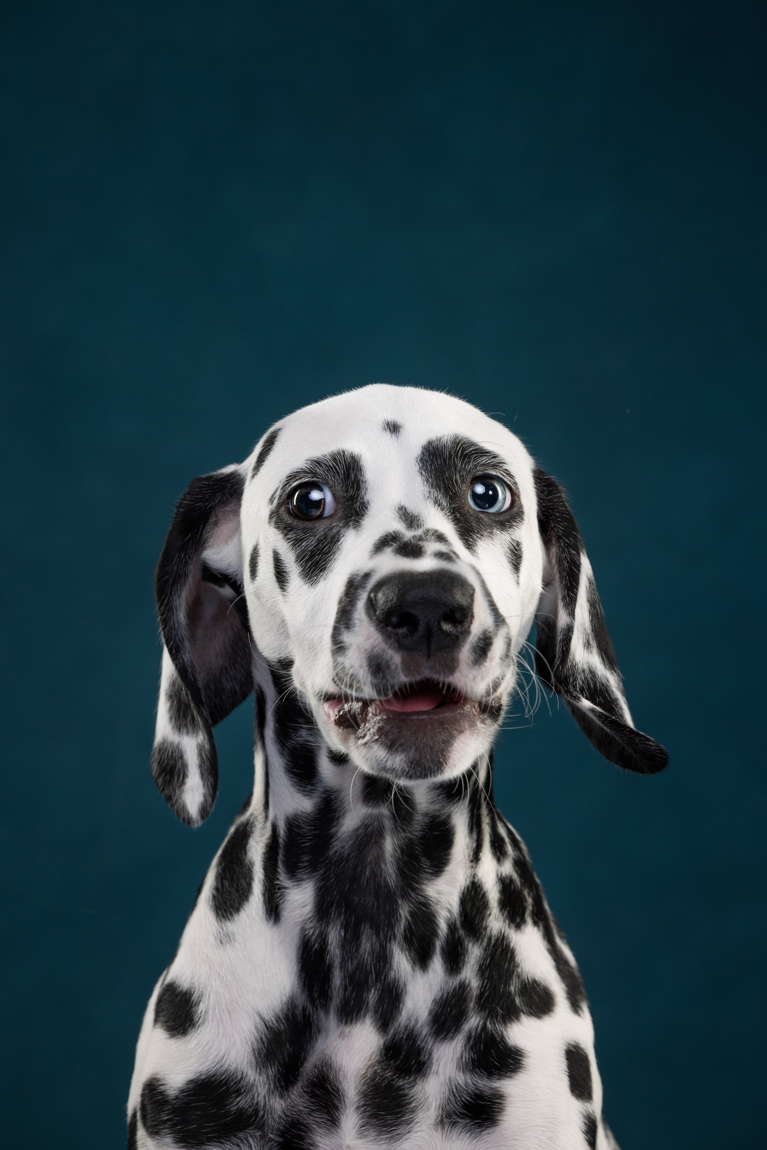 Далматин Одри. Фотограф анималист Осипчикова Мария