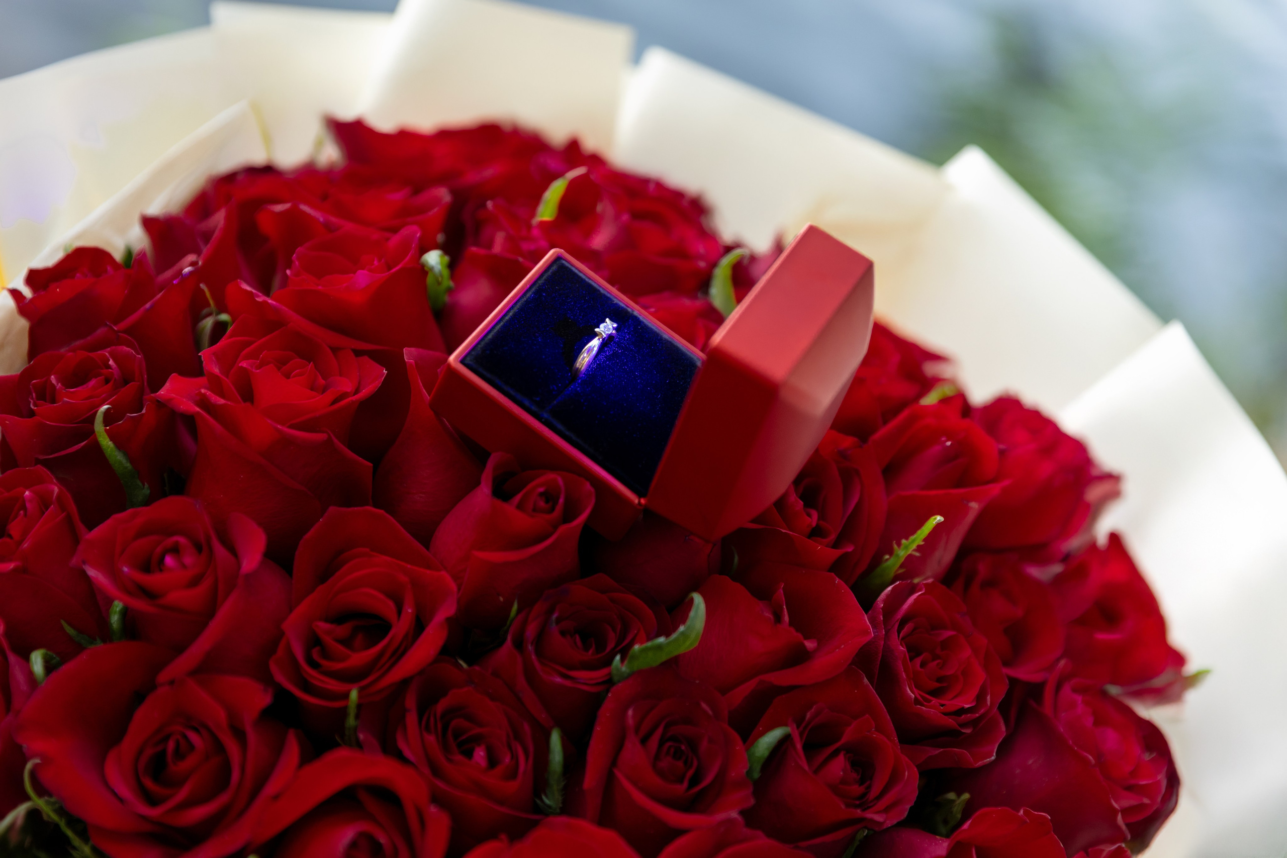 Предложение. Парк Щербакова. Яна Чхан — Фотограф в Донецке и не только