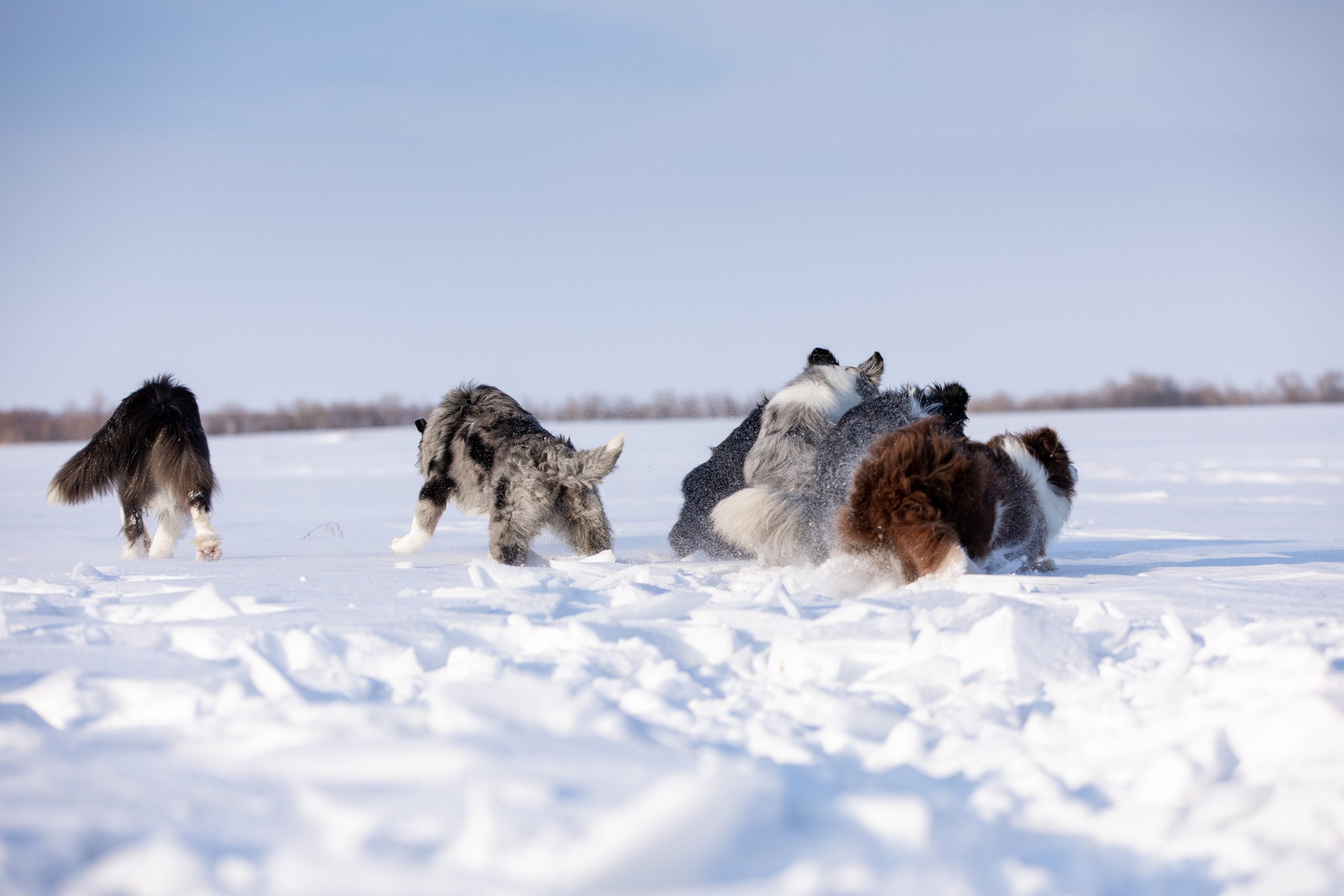 Мороз и солнце. О нас