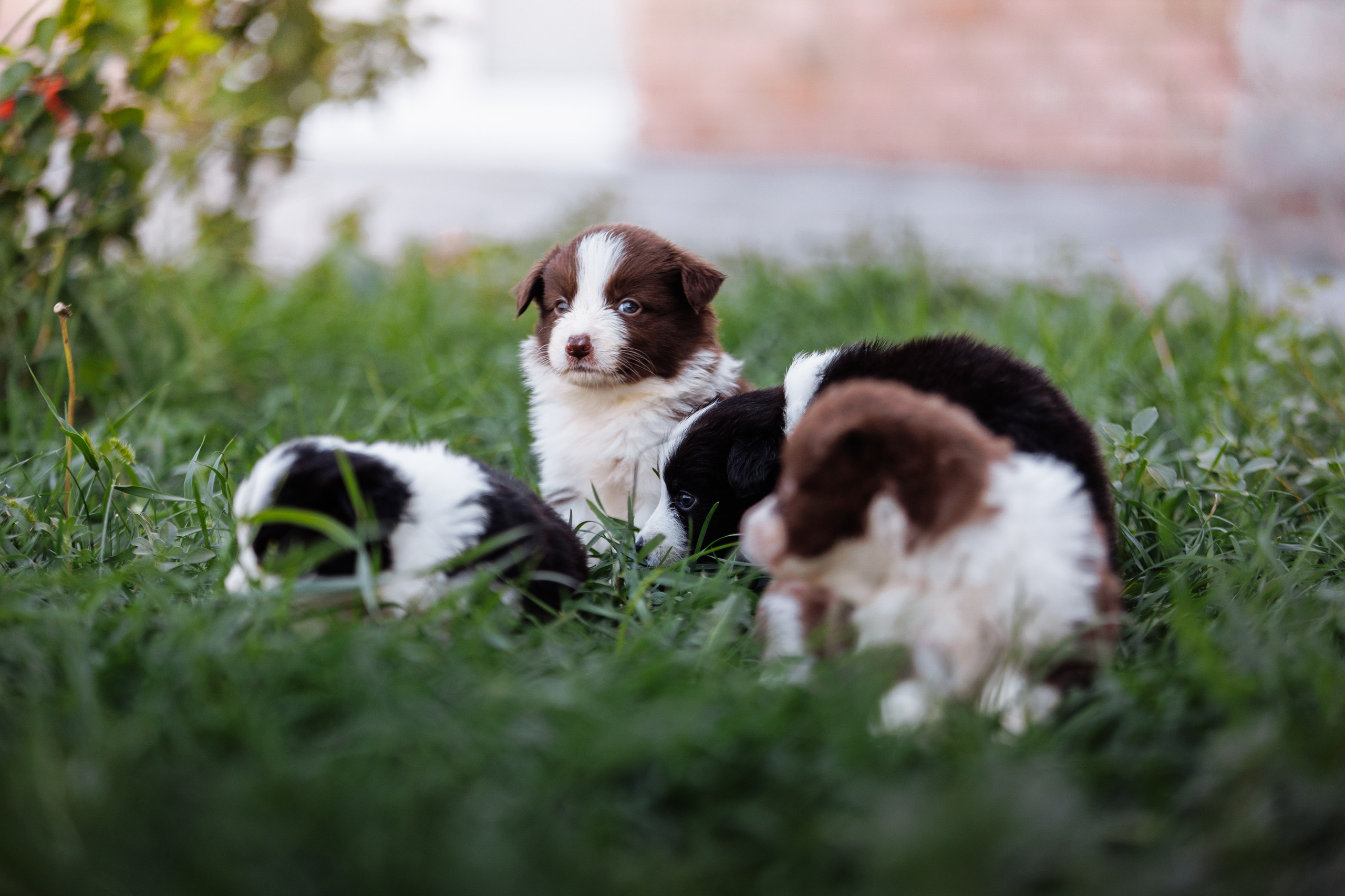 МММ — маленькое мягкое милое. О нас