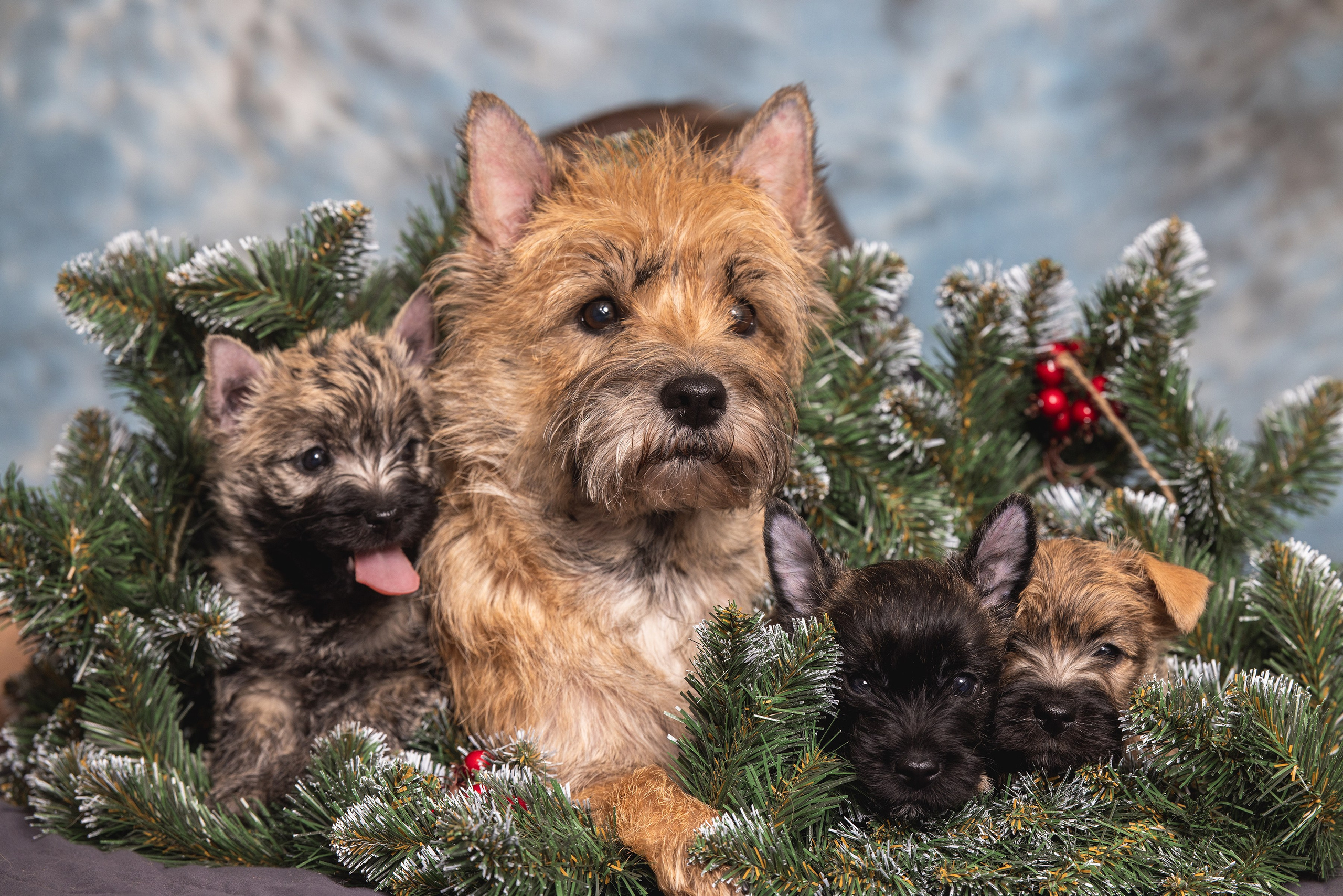 Хвостатый Новый Год. Фотограф Алена Звездина