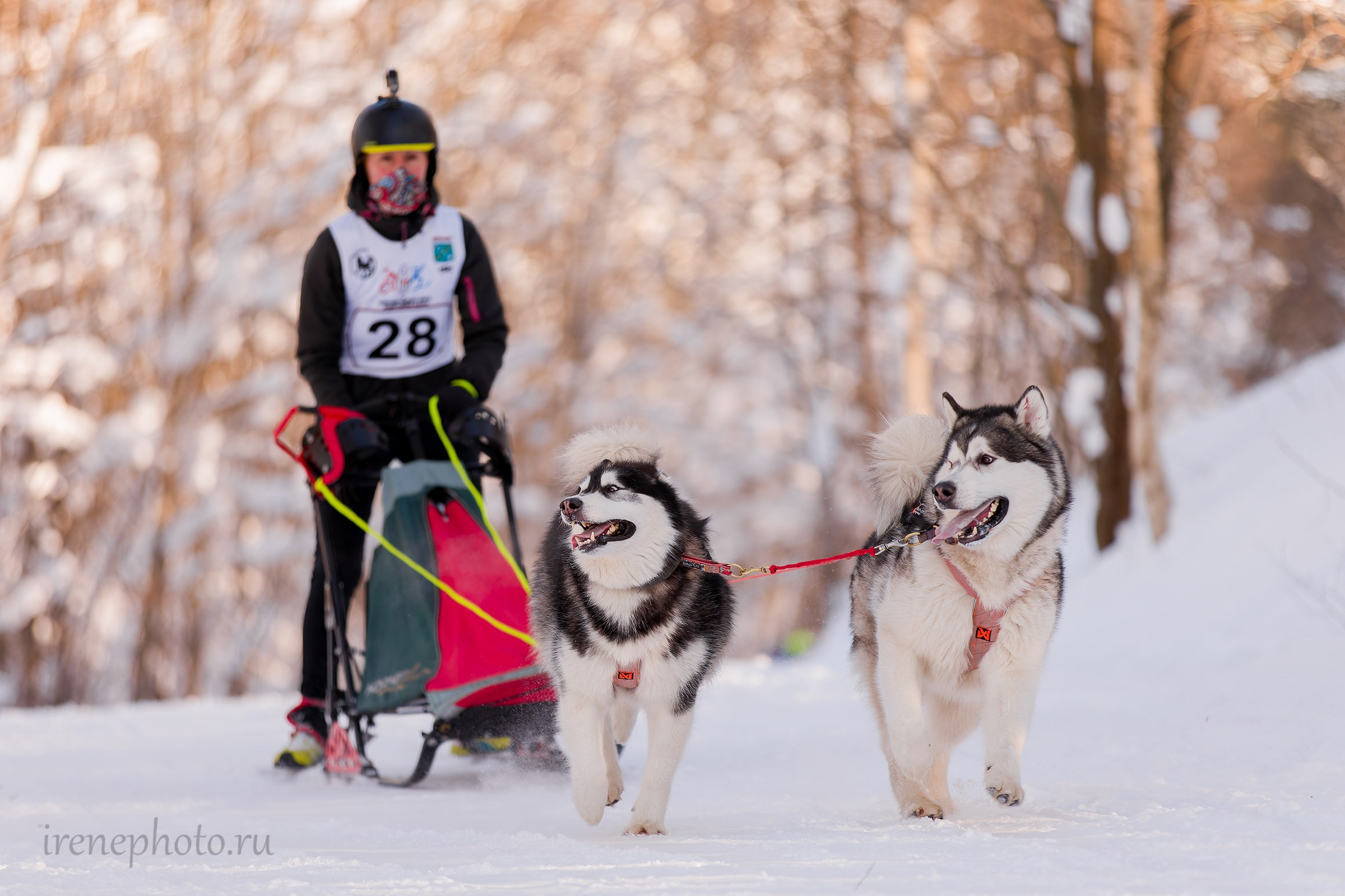 Чемпионат и Первенство Ленобласти — зима 2026. Irenephoto.ru