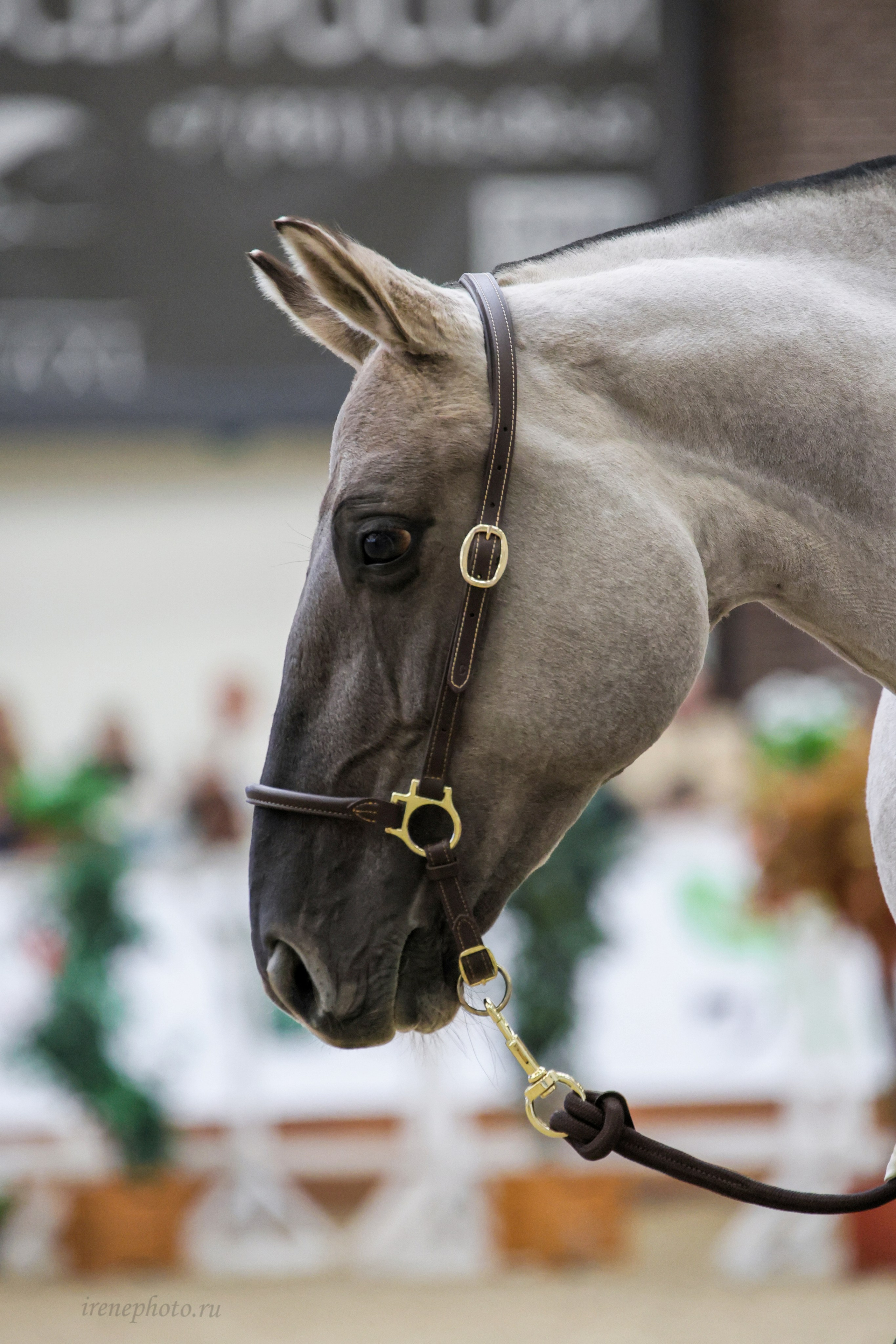 Конная Россия 2024. Irenephoto.ru