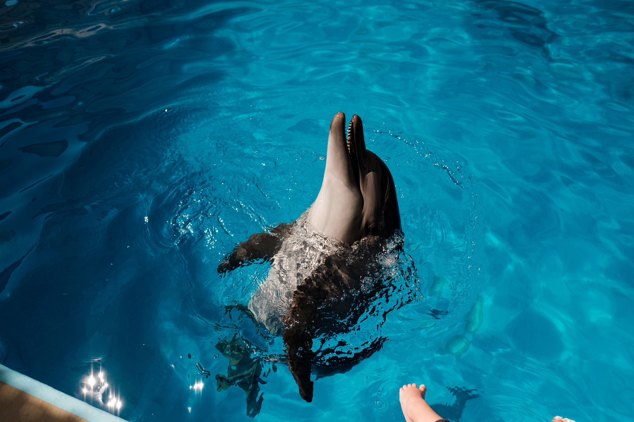 Дельфинотерапия. Семейный фотограф в Анапе Валерий Скурыдин