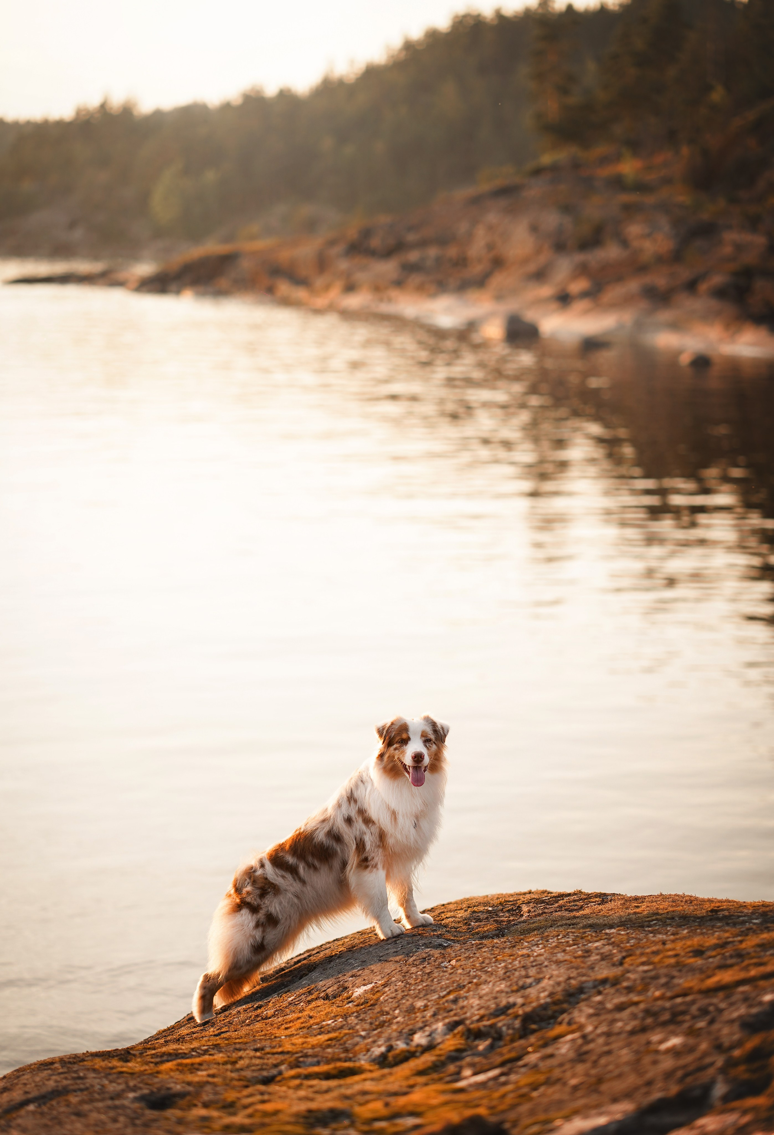 Панда SUP. Фотограф-анималист в Санкт-Петербурге Яна Мартынова