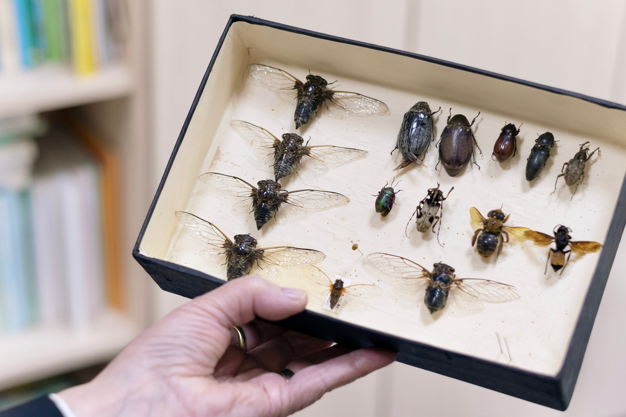 Зоя Ивановна Тюмасева. Профессор, преподаватель русского языка и литературы, энтомолог. Репортажный фотограф Наталья Лапцевич