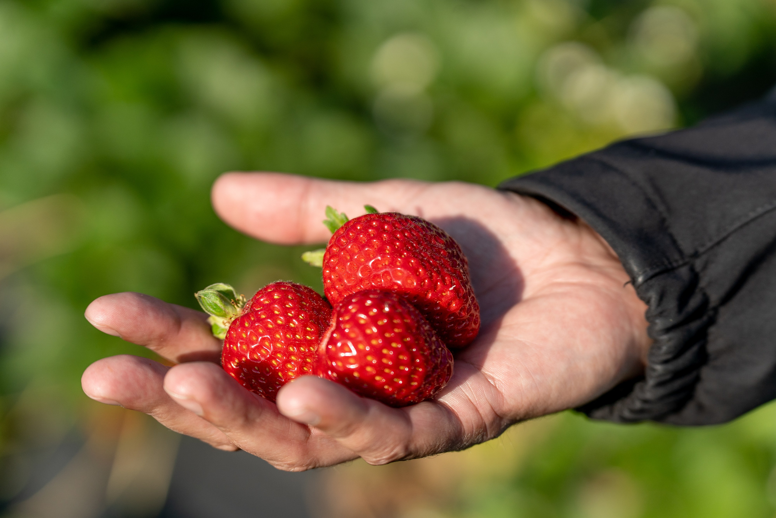 Валерия и Владислав Ращектаевы. Фермеры. Репортажный фотограф Наталья Лапцевич