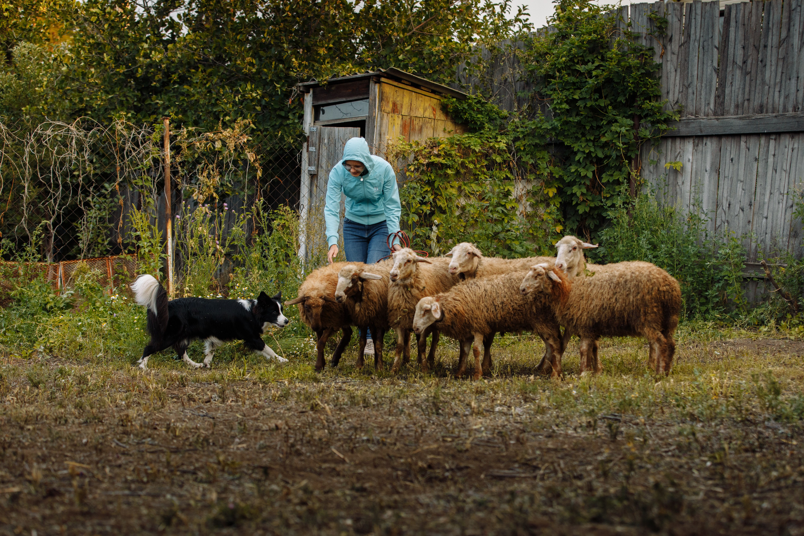 Овечий день. О нас