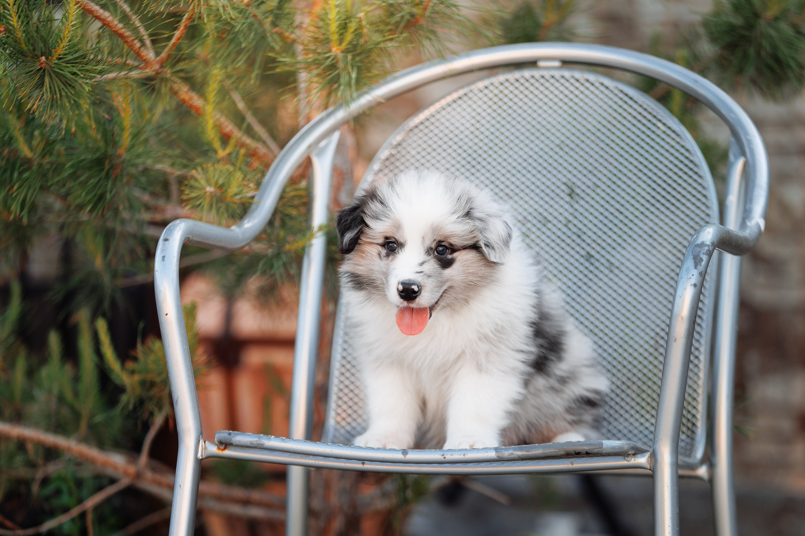 Пушистое. О нас