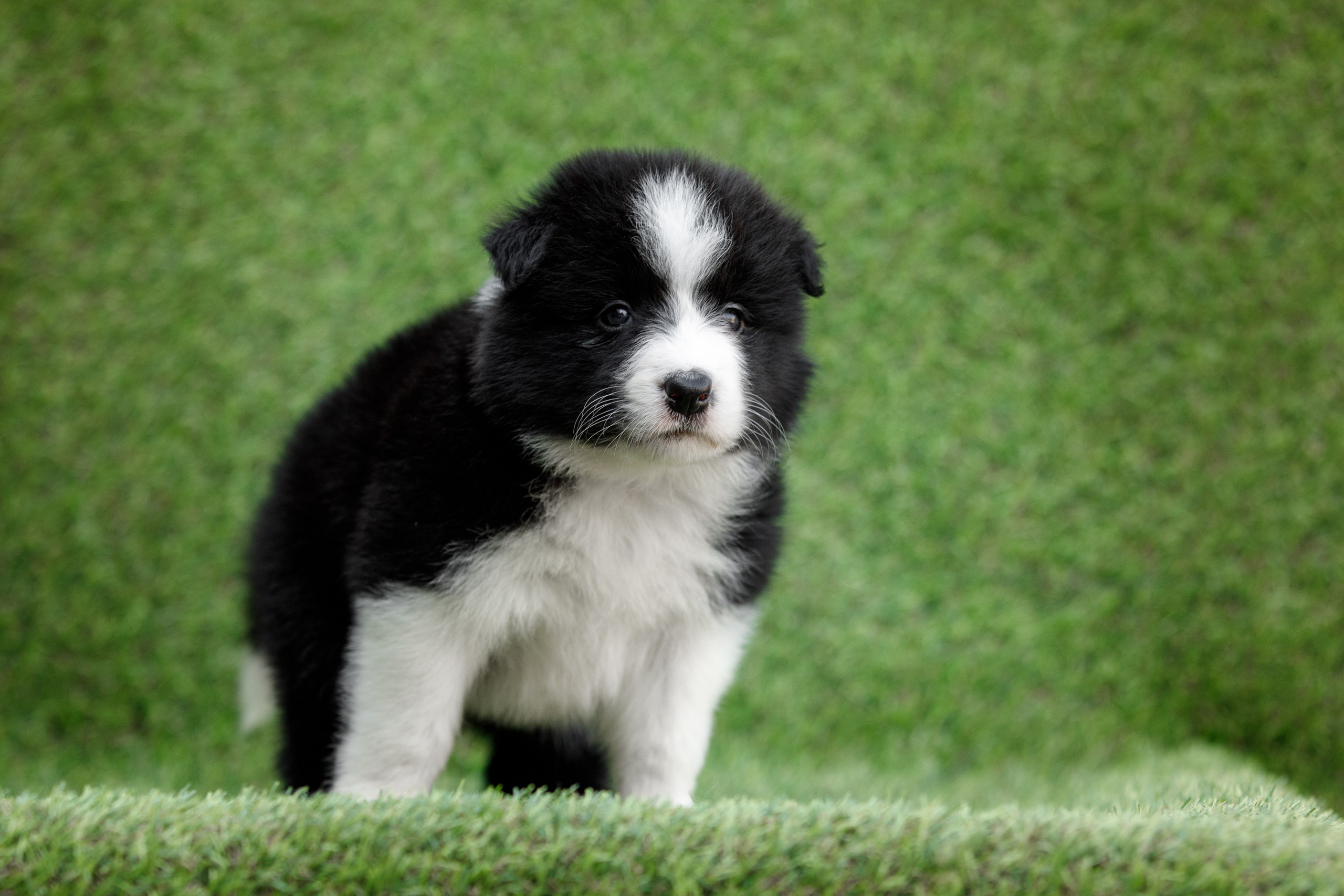 Смешарики. О нас