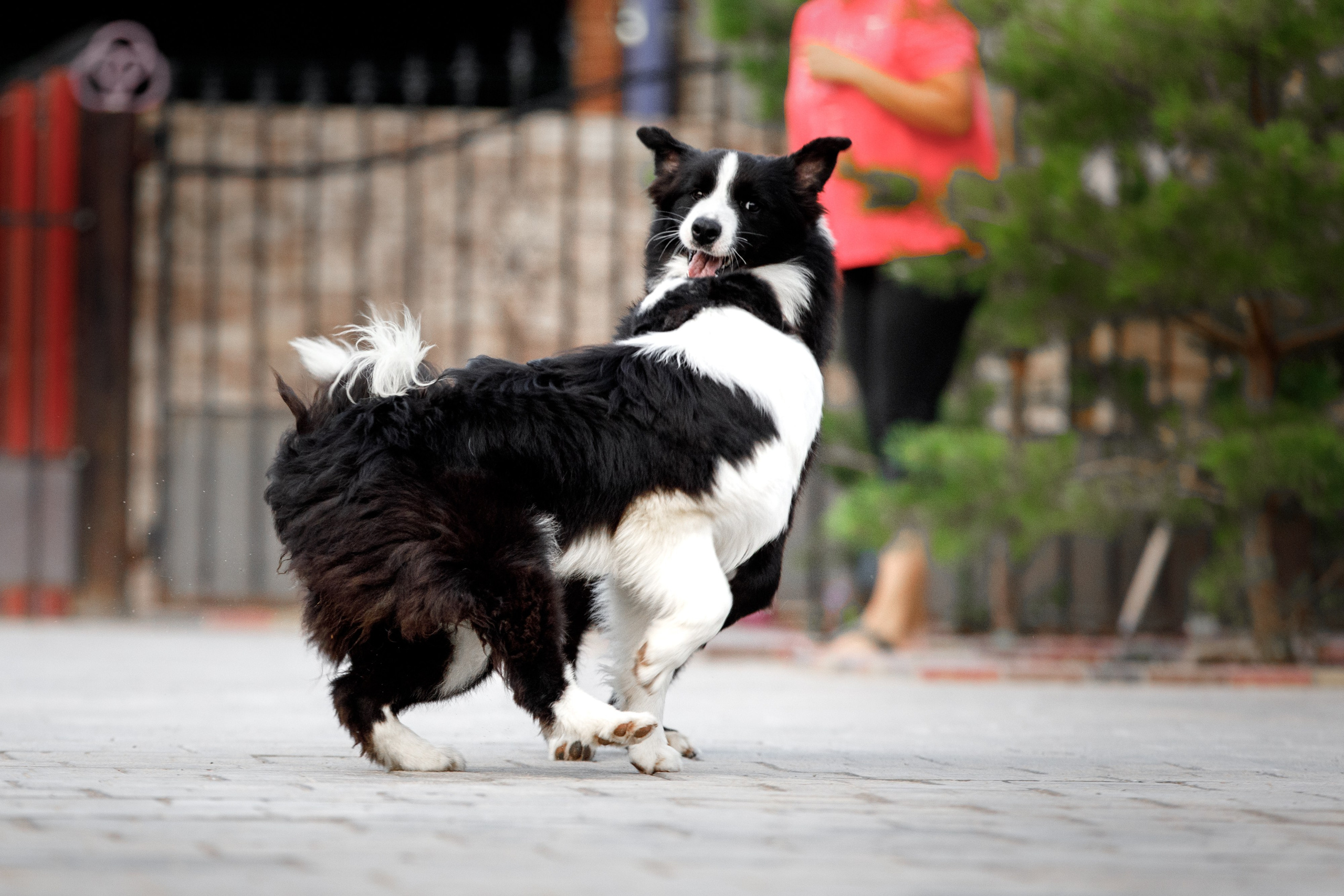 Болтовня в саду. О нас