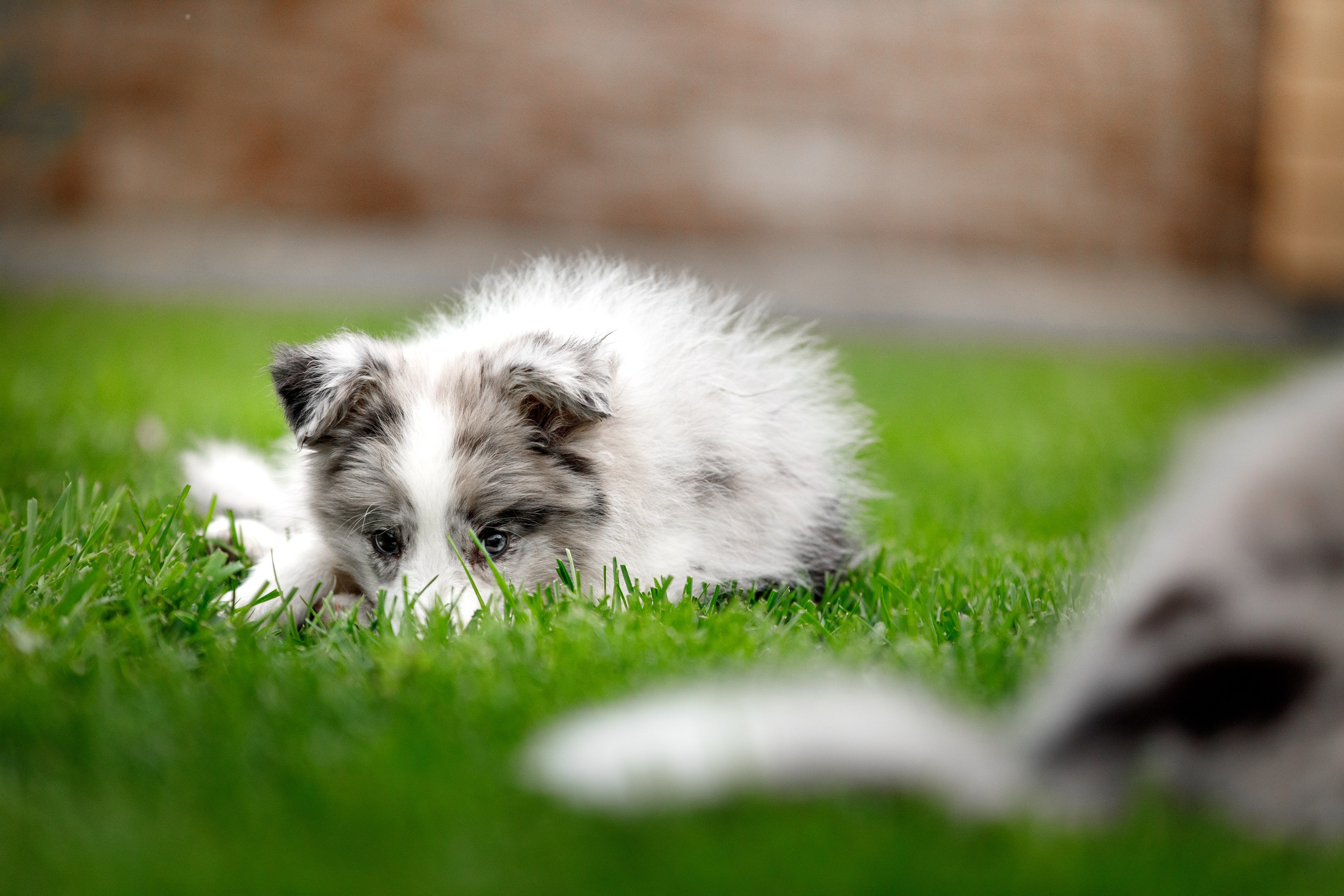 Болтовня в саду. О нас