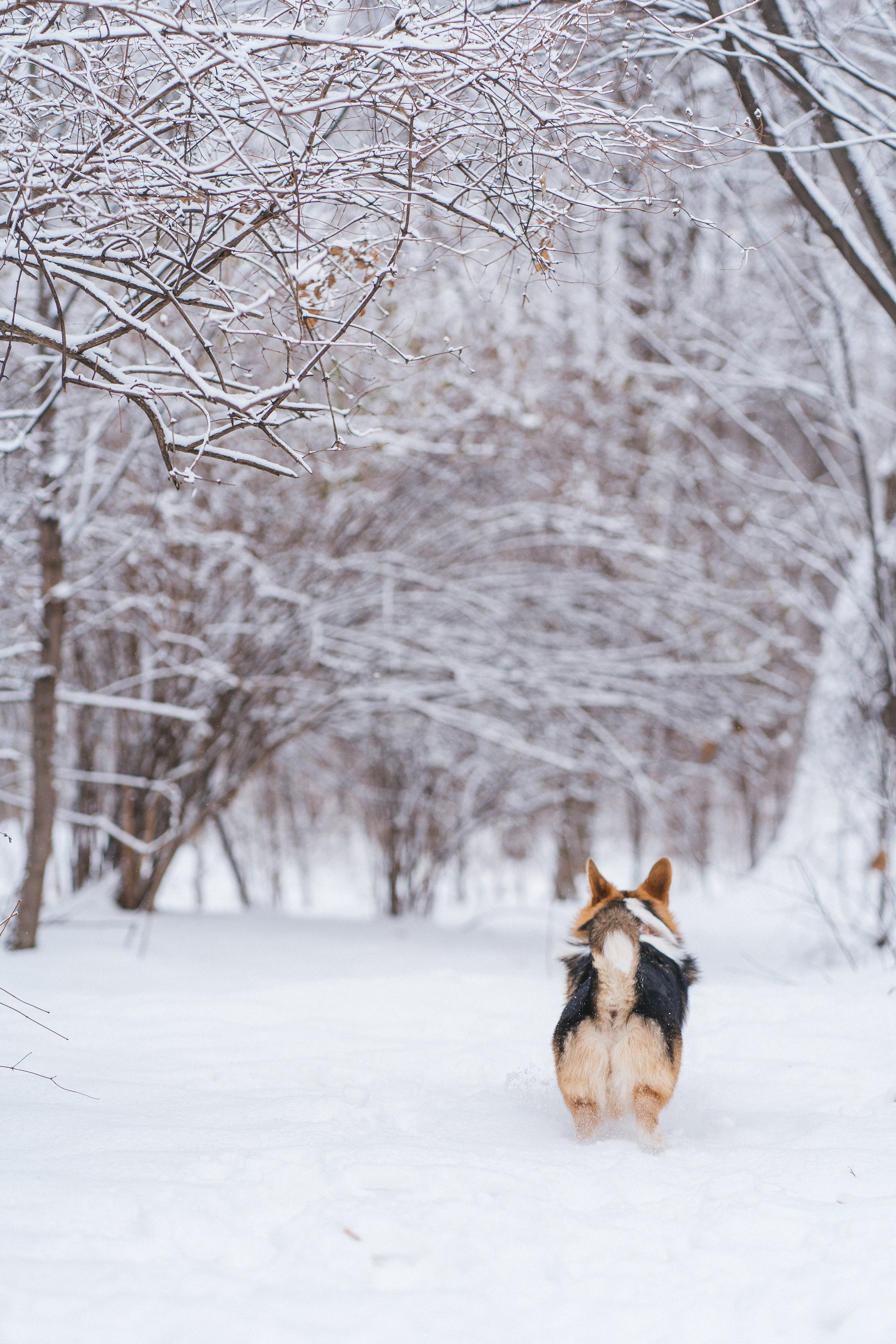 Каспер и Полина. Свадебный фотограф в Москве Анна Полушина