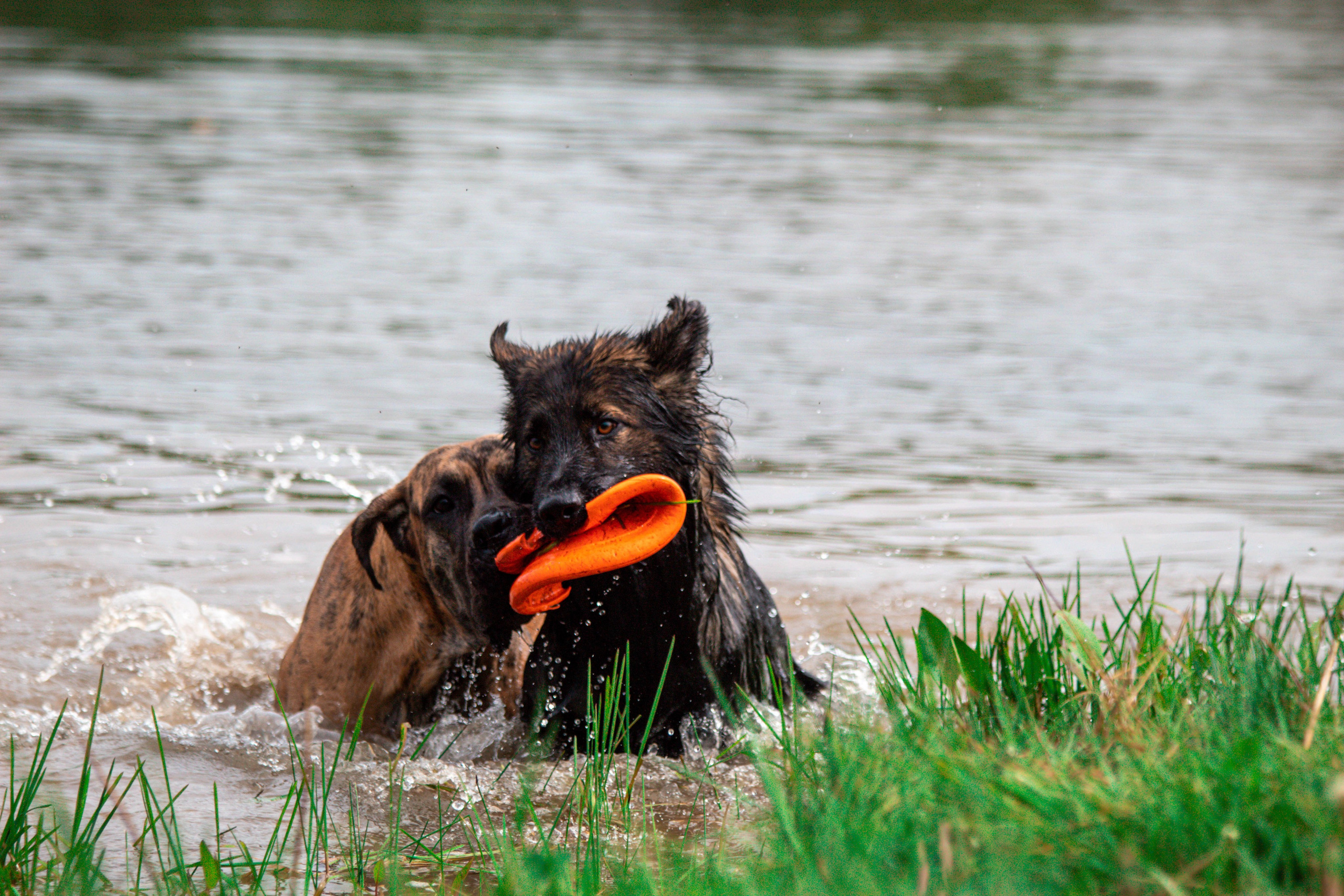 Фотосессии с животными Тула. Фотограф анималист — Тула, Москва