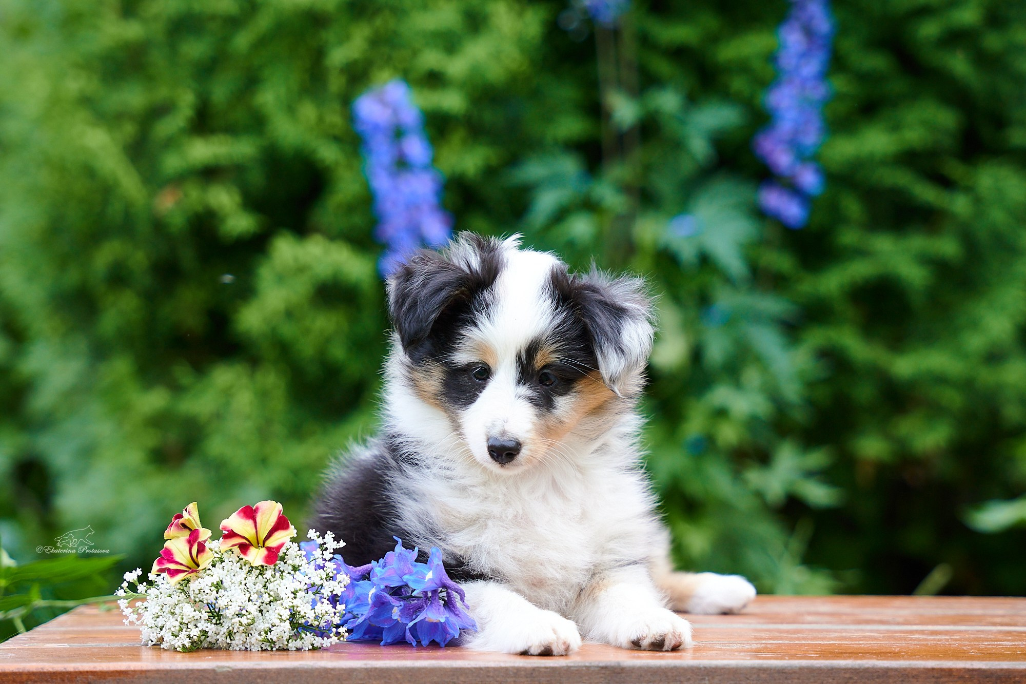 Шелтята. Фотограф-анималист в Иркутске