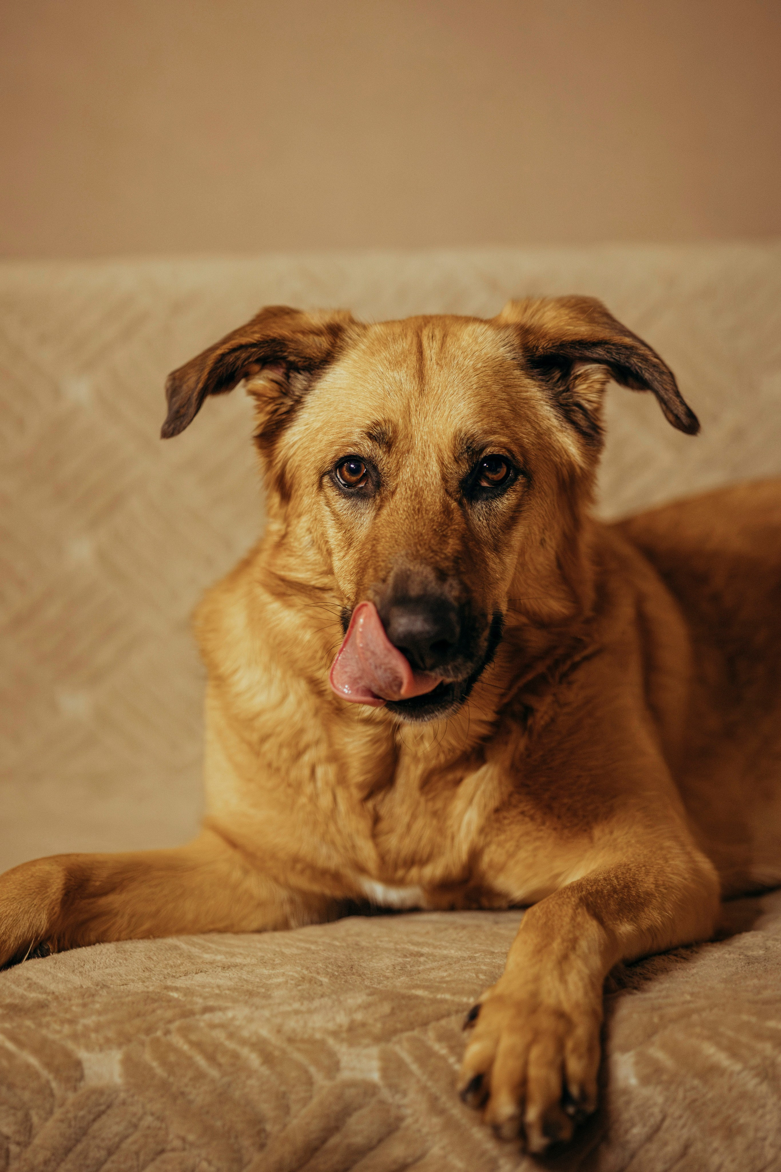 Съемка с собакой. Анастасия Белаш
