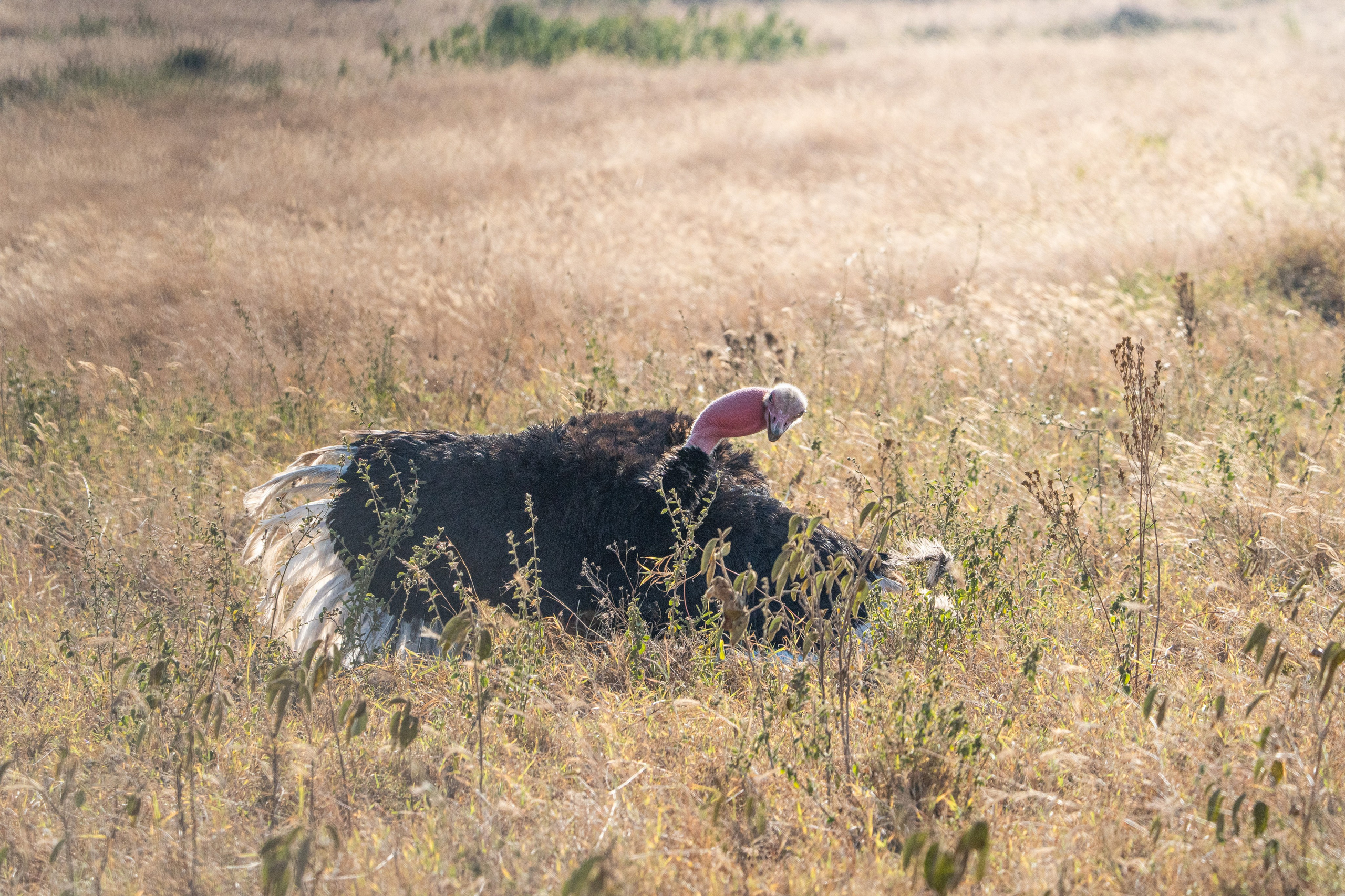 Танзания, сафари, 2025. Творческие сьемки