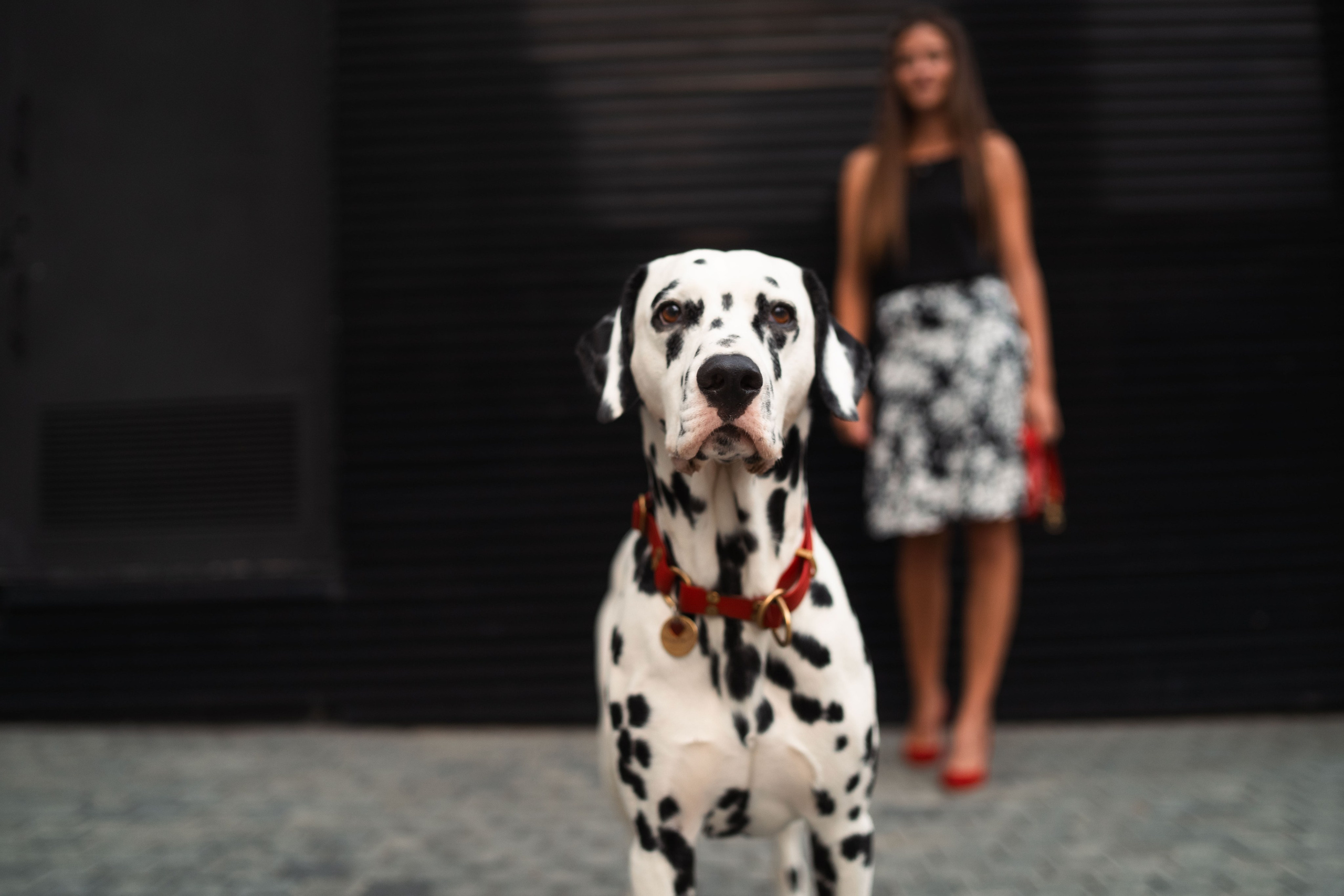 1 Далматин. Фотограф анималист