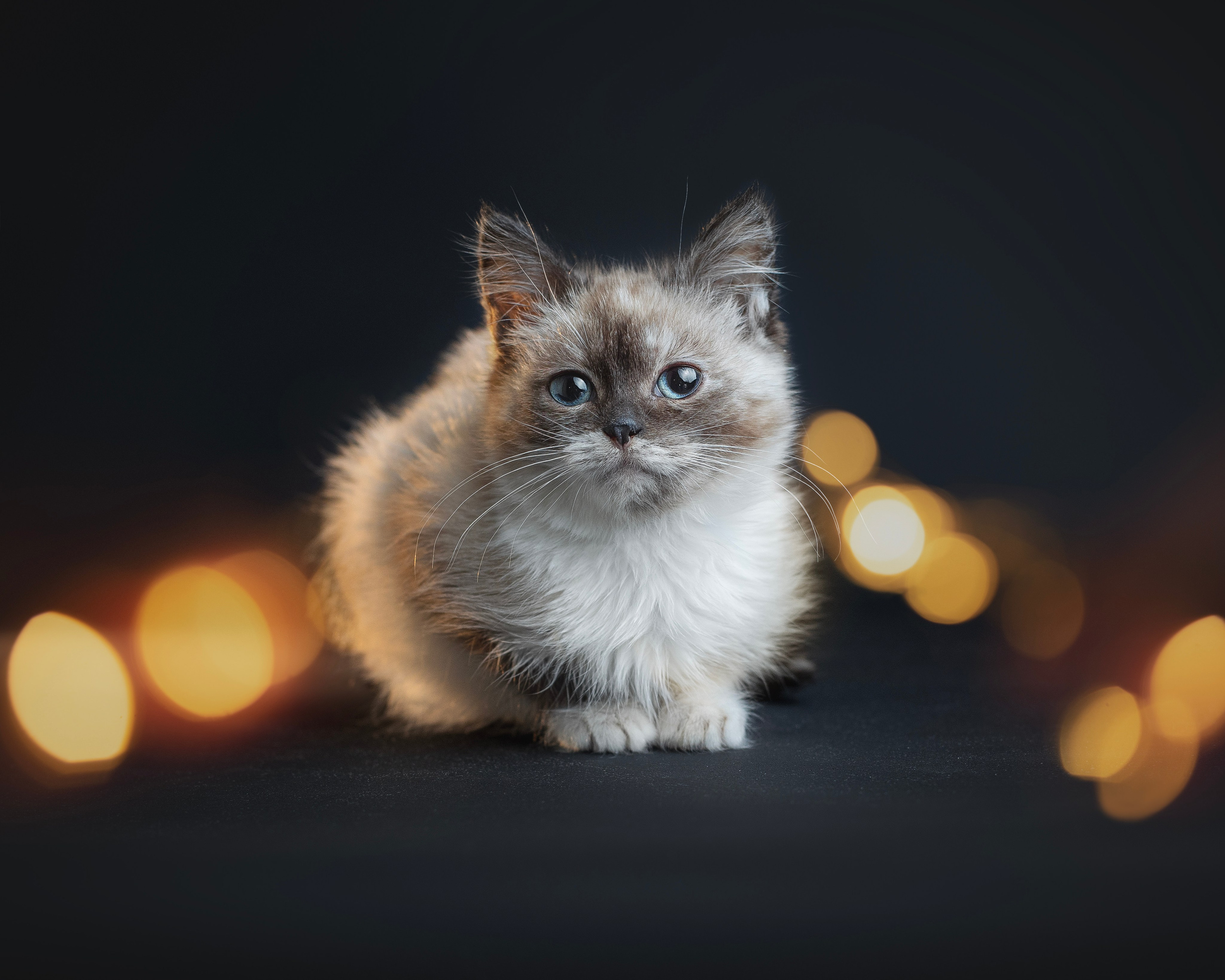 Кошки. Фотограф анималист в Москве Майорова Евгения