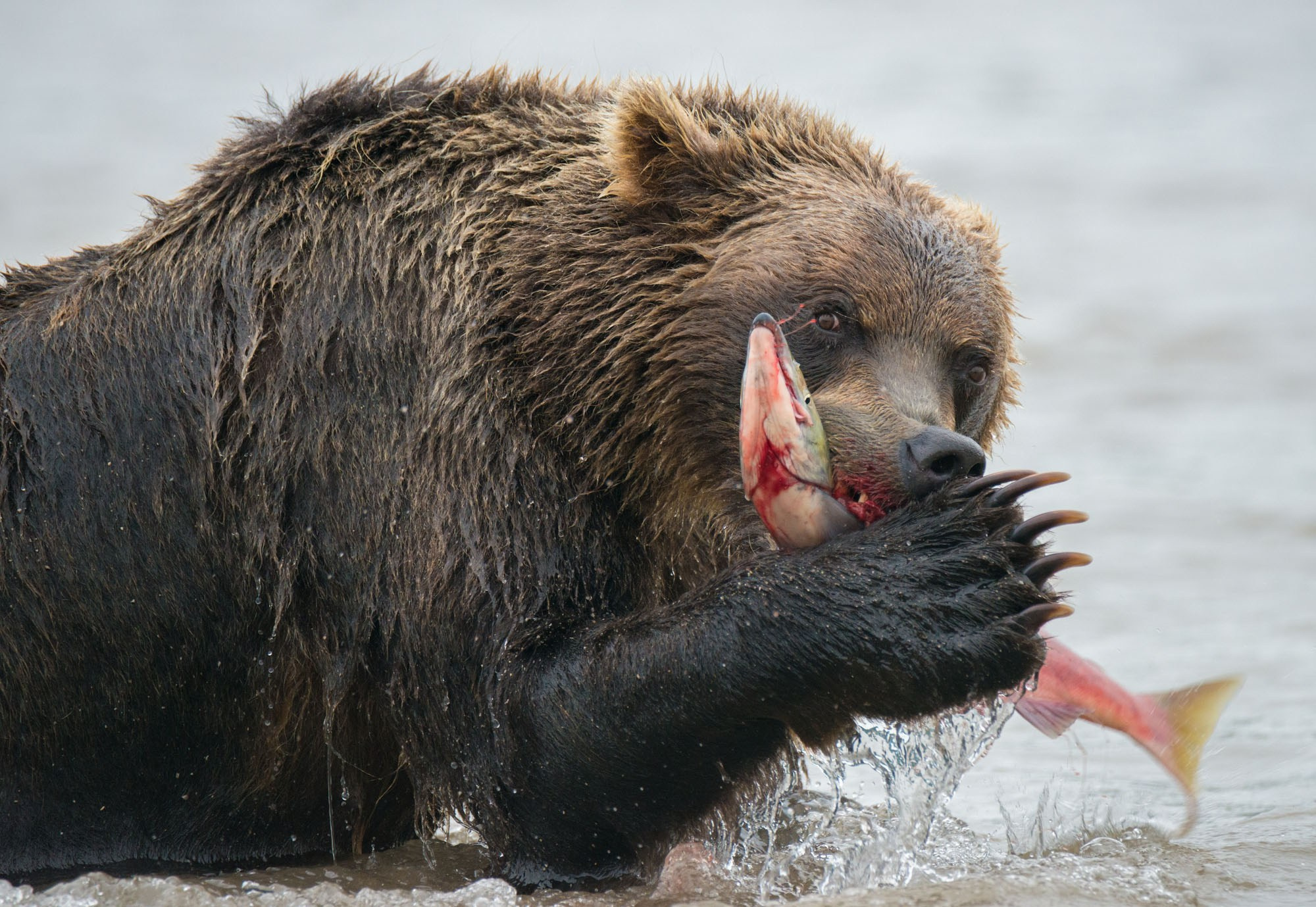 Фотографии животный мир России