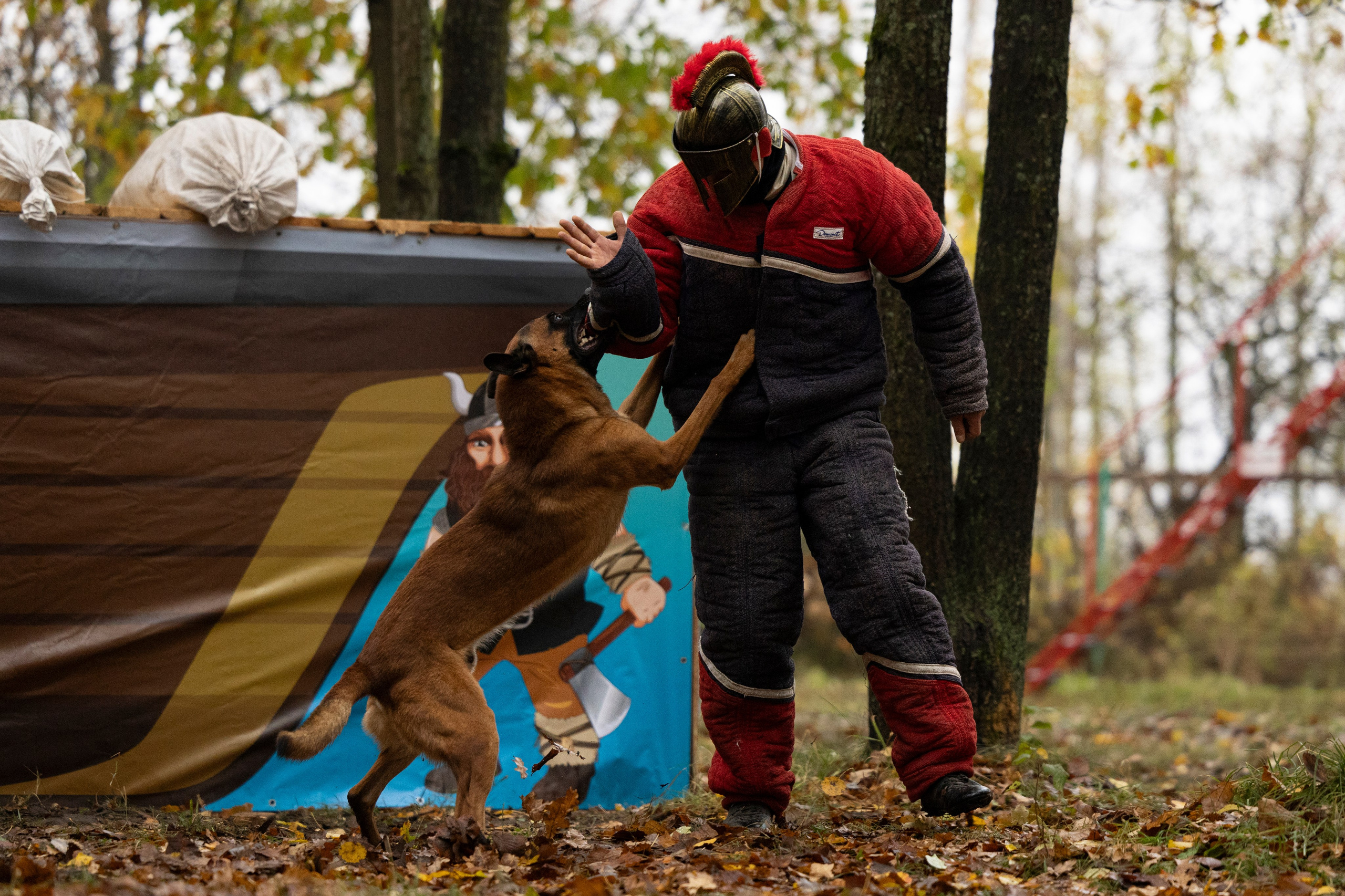 Соревнования по Мондьорингу г. Вологда. Фотограф-анималист Анна Маринич