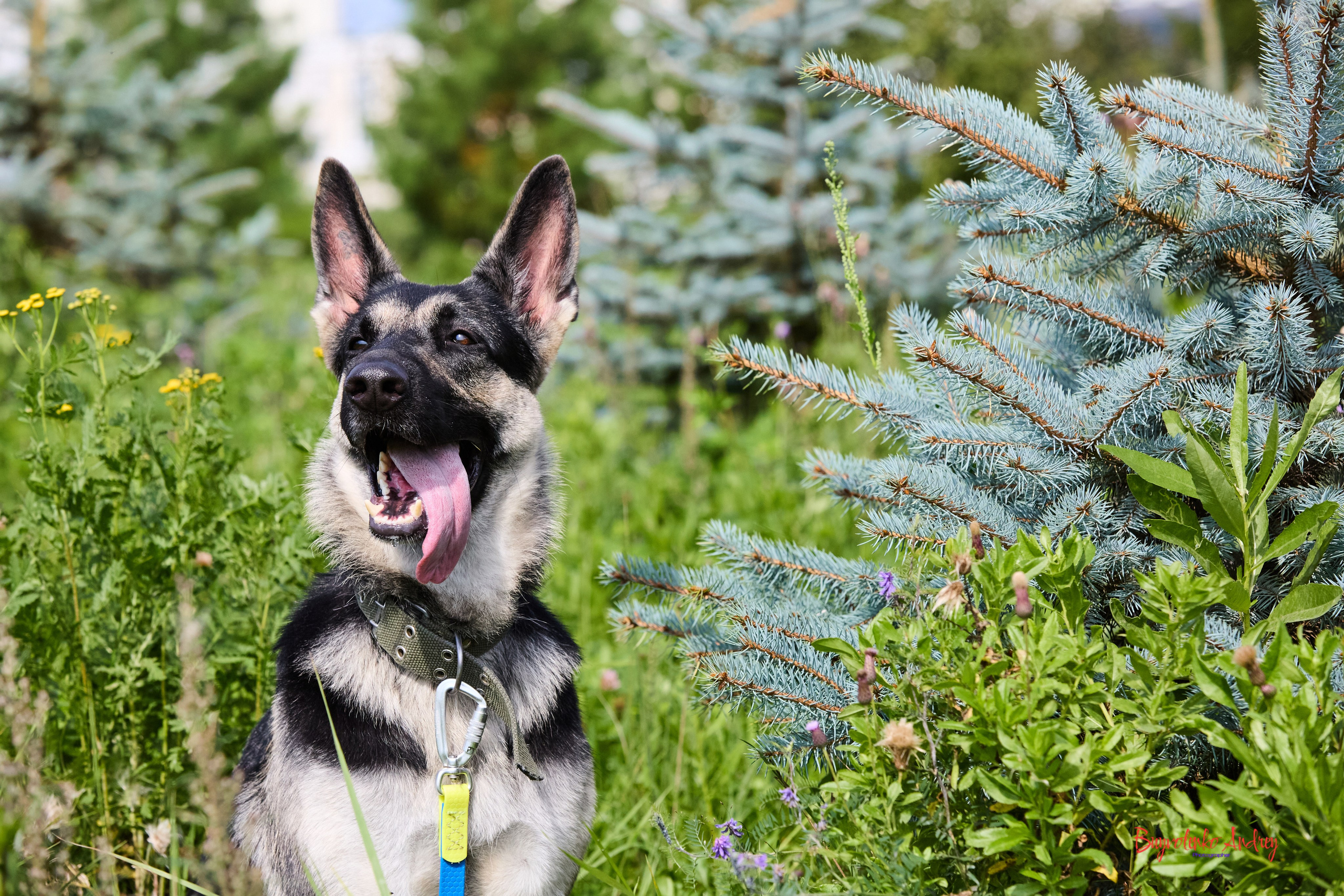 Проект фотопрогулка с хвостиком. Buyvolenko Andrey