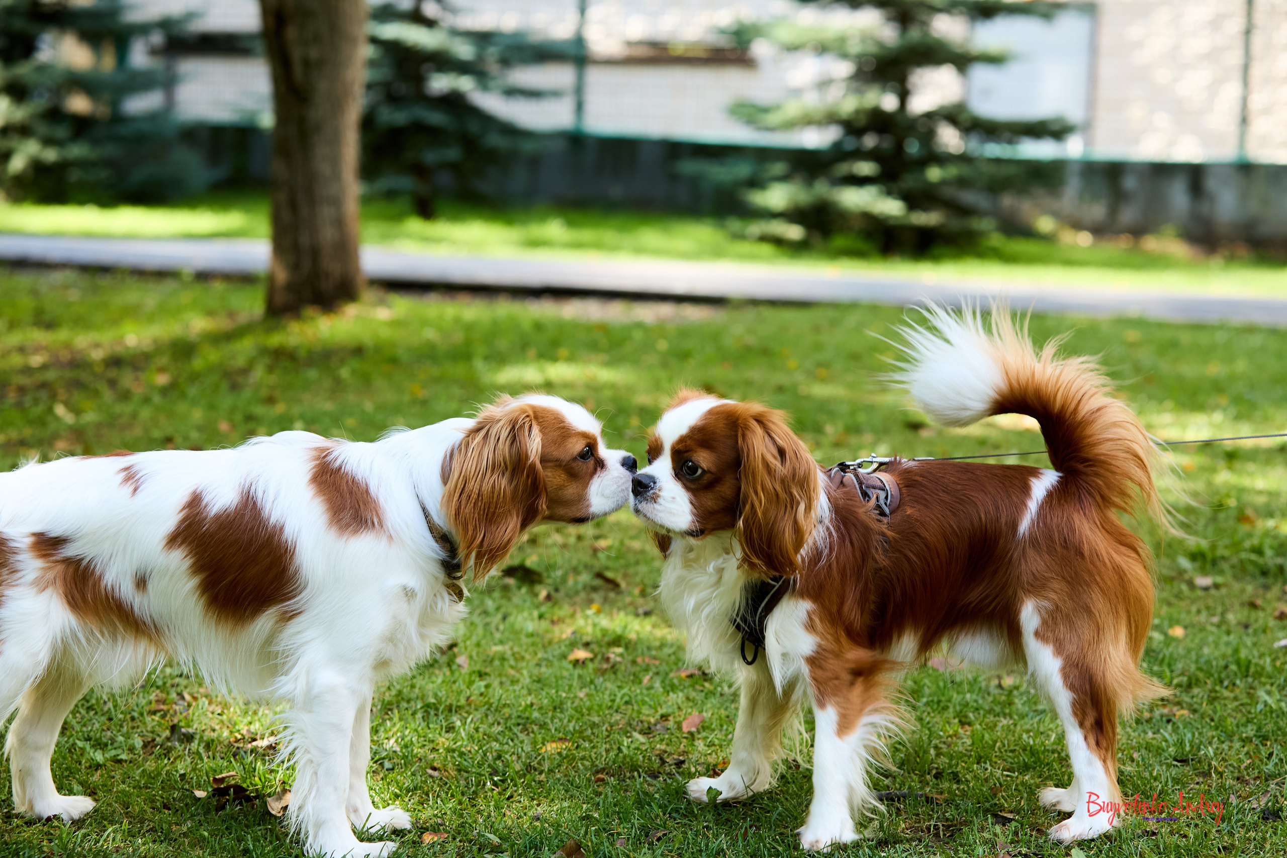 Фотопрогулка с кавалерами. Buyvolenko Andrey