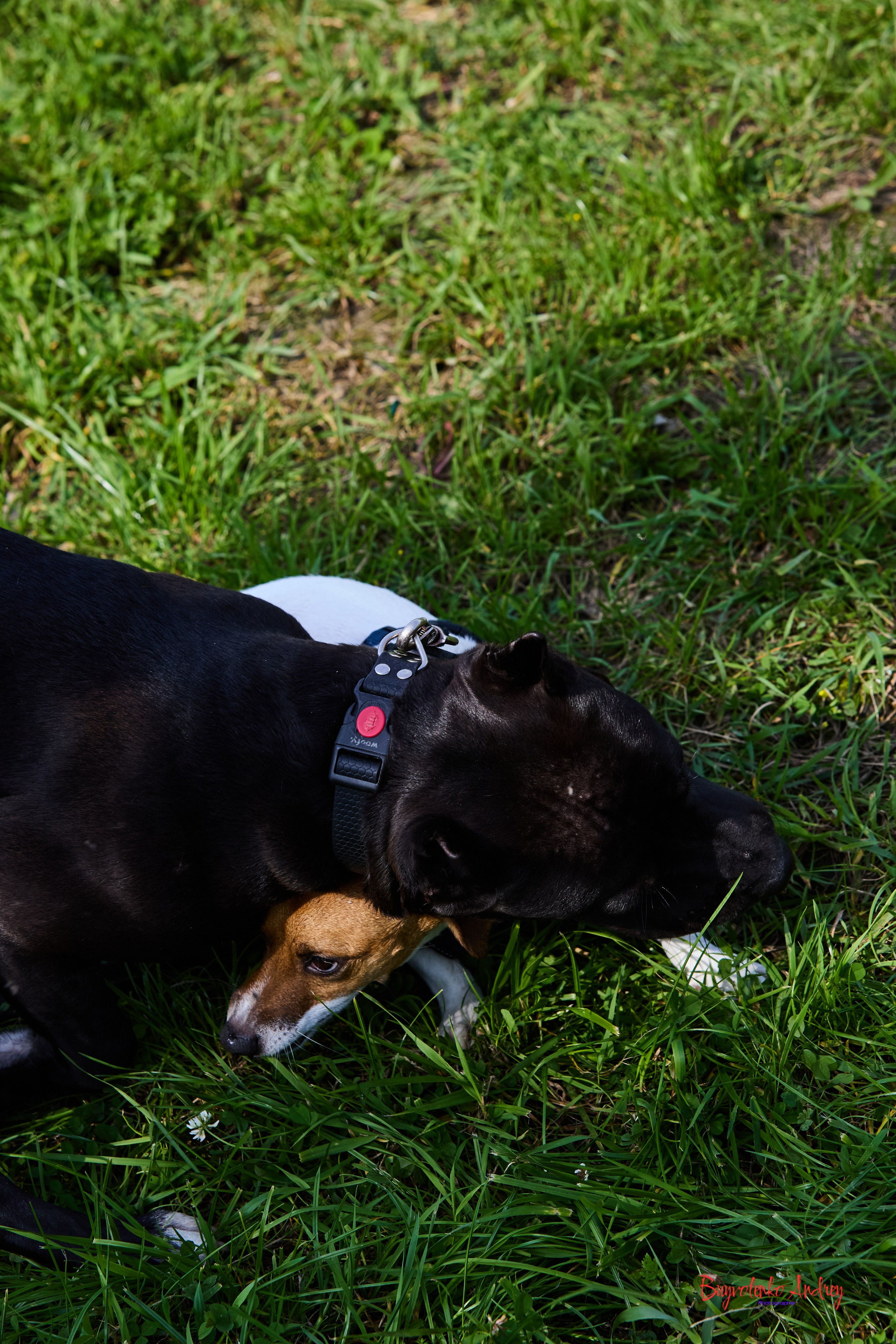 Проект фотопрогулка с хвостиком. Buyvolenko Andrey