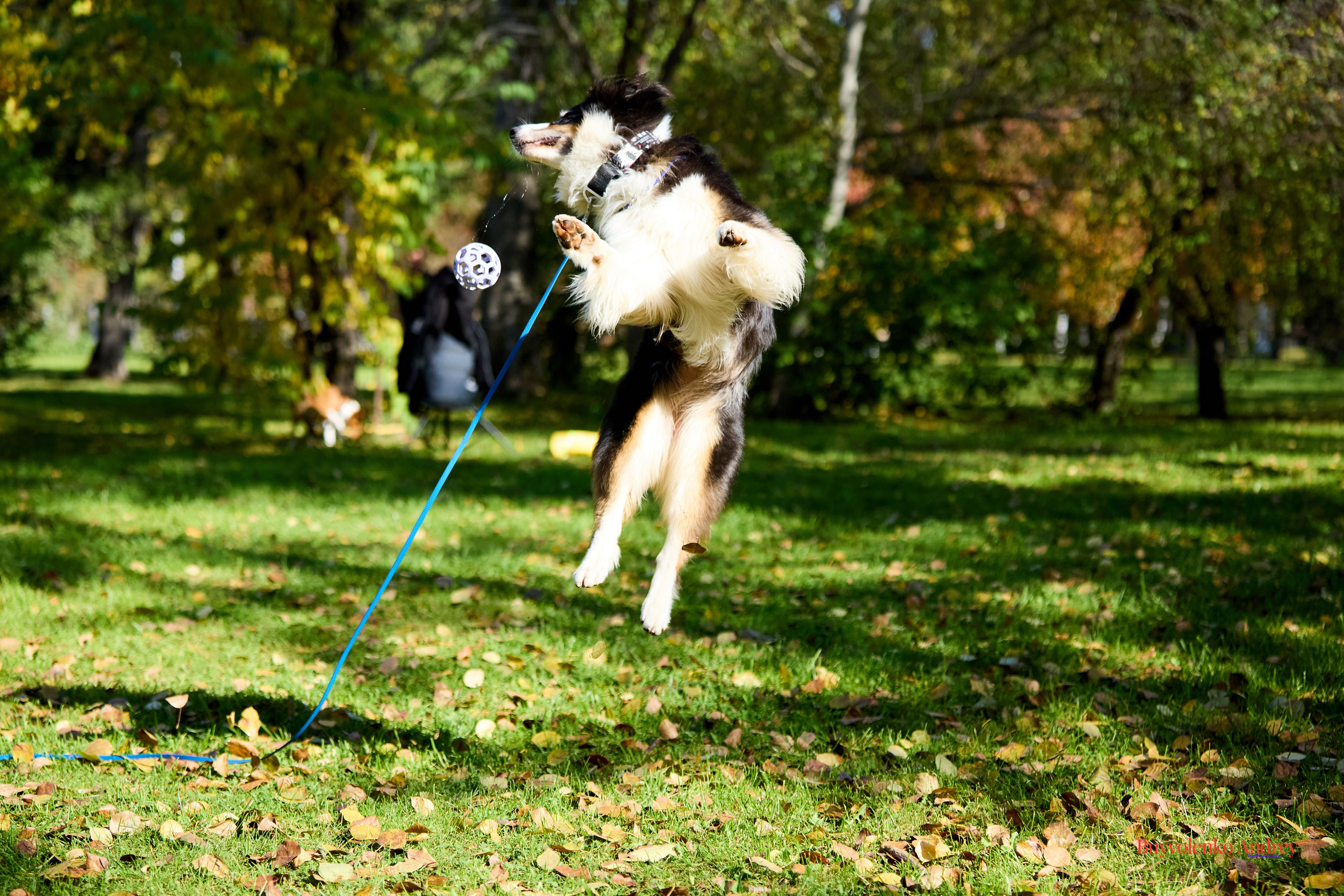 Басенджи и Аусси 21.09.2025. Buyvolenko Andrey