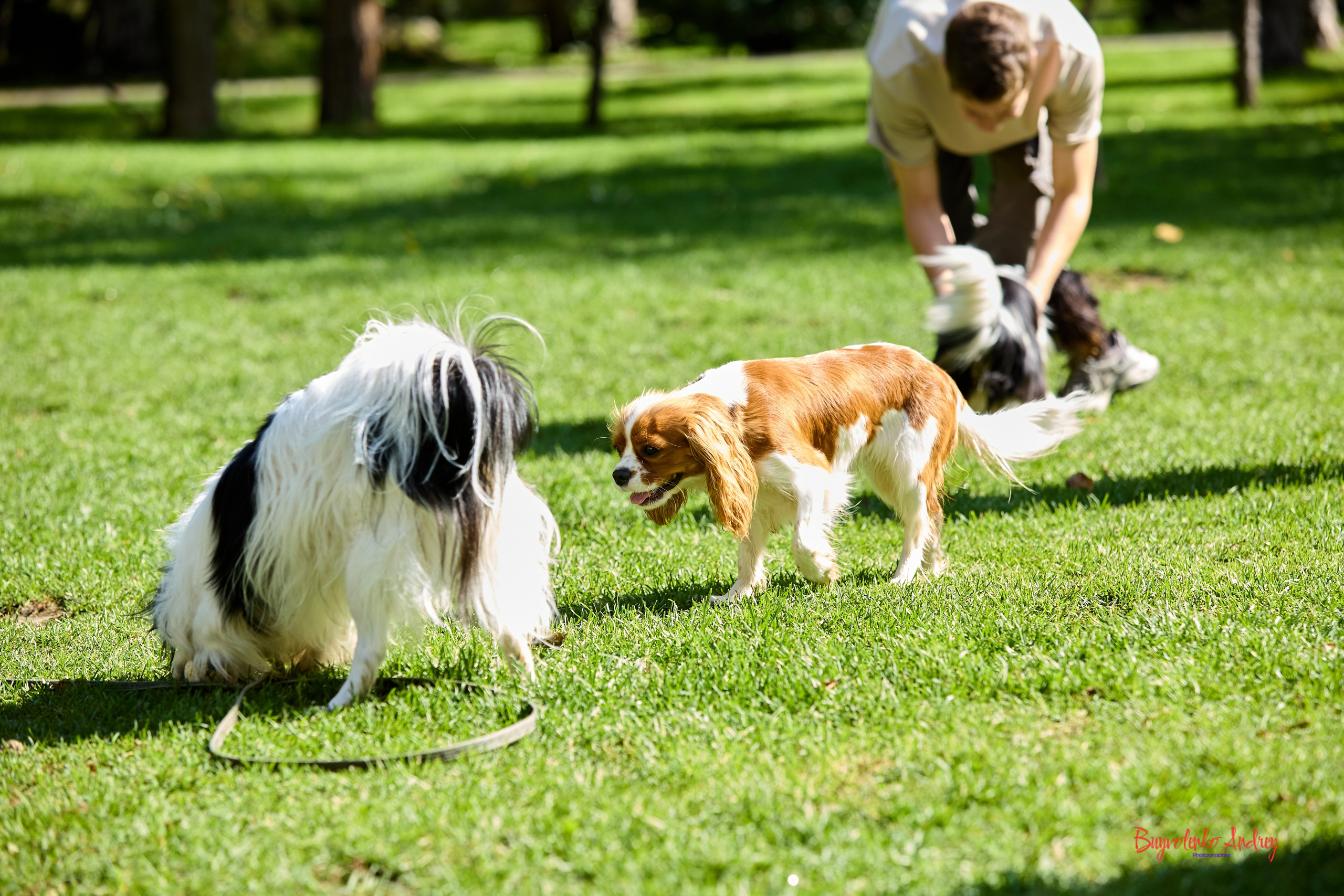 Фотопрогулка с кавалерами. Buyvolenko Andrey