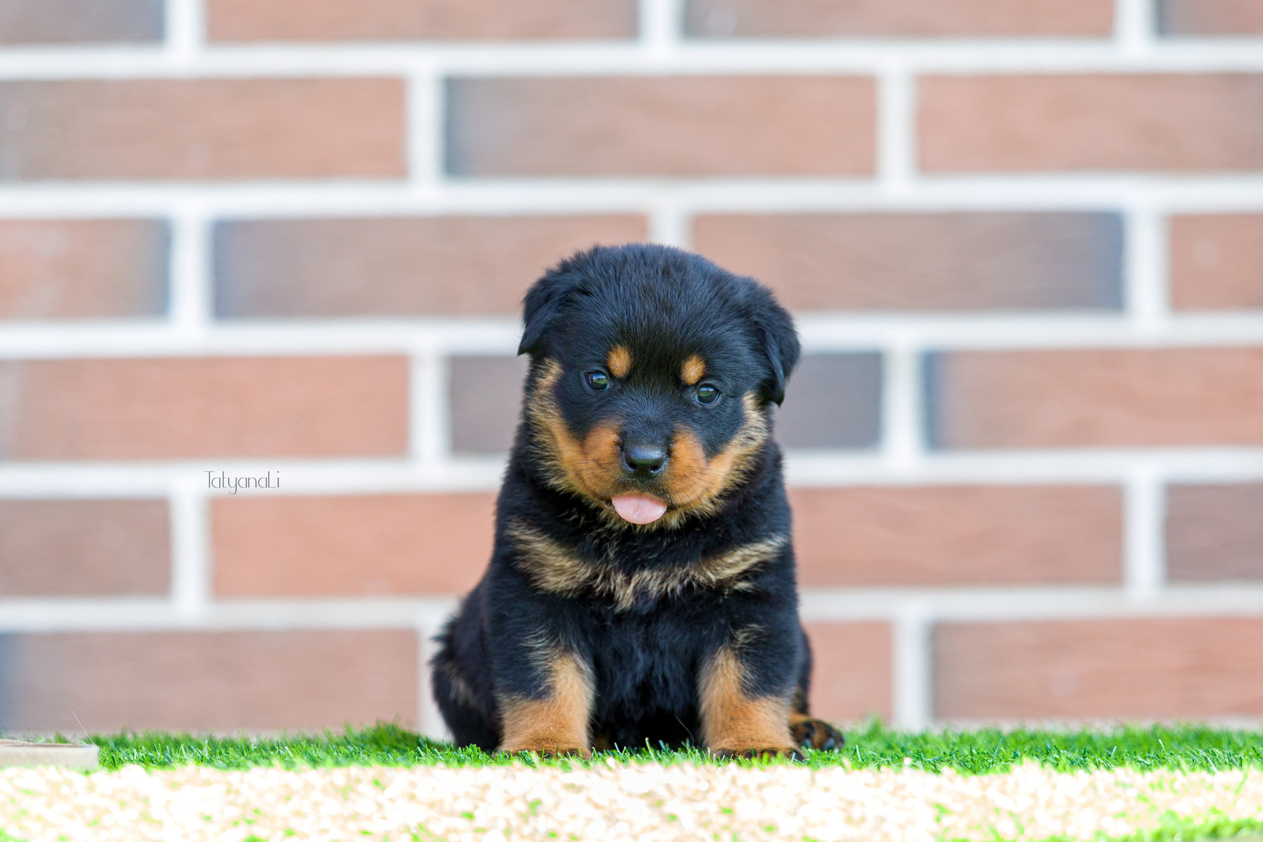 Ротвейлер. Фотограф — анималист Татьяна Ли