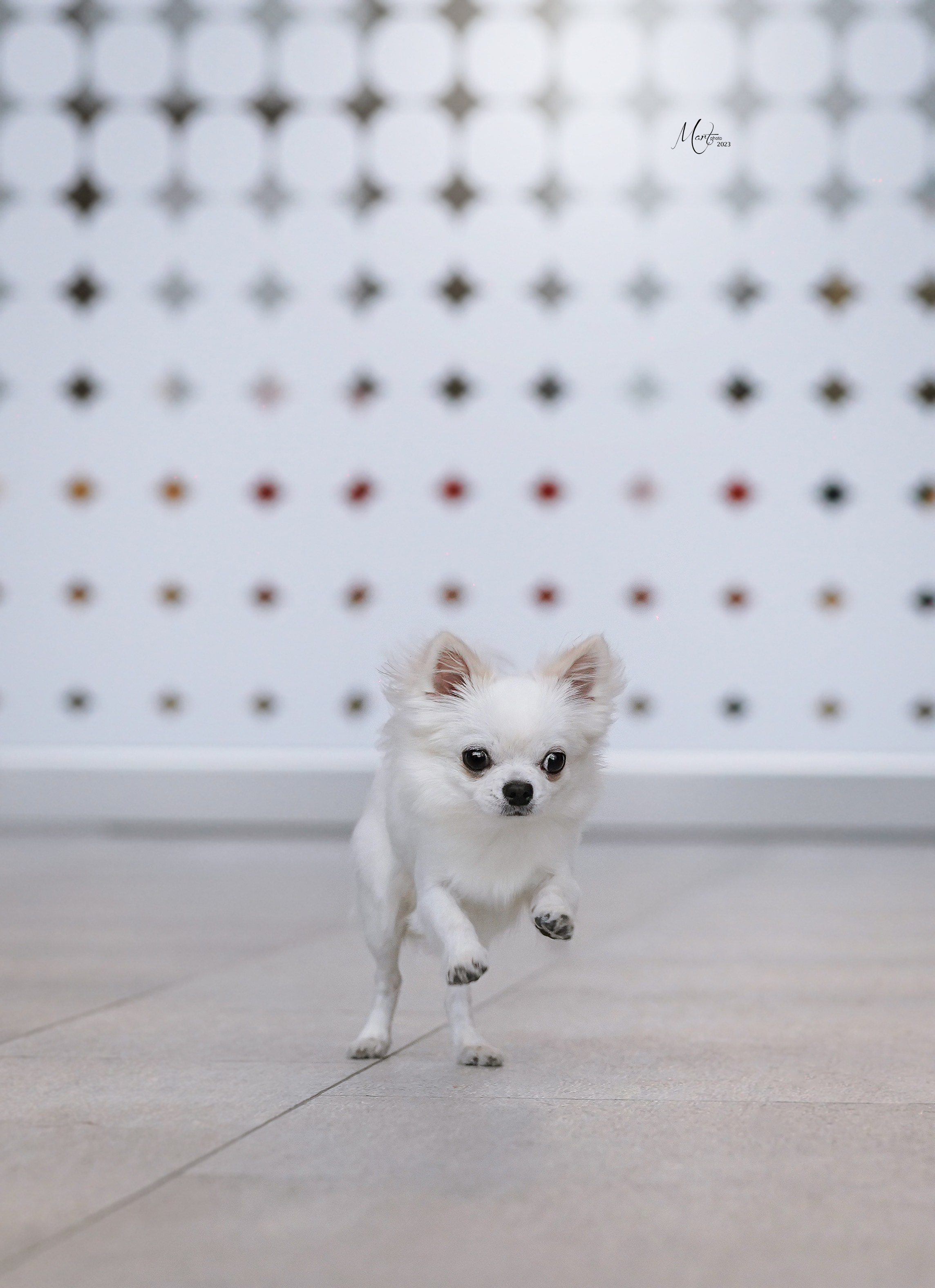 Выставки 2023. Фотограф-анималист в Санкт-Петербурге Яна Мартынова