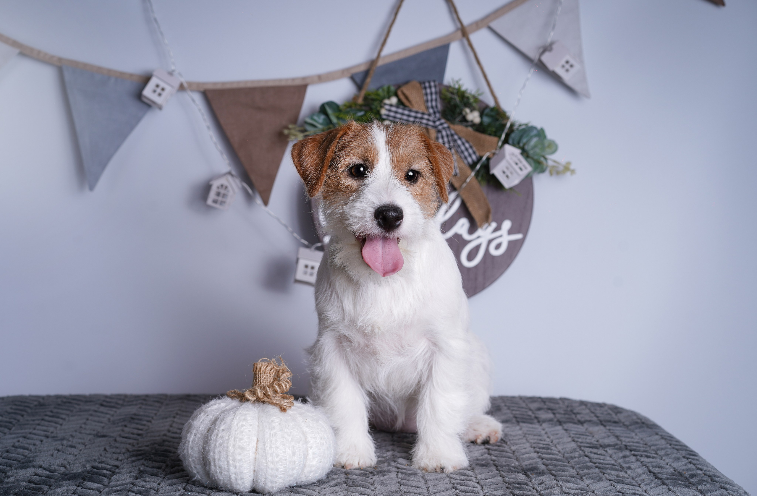 Щенки дрт. Фотограф-анималист в Санкт-Петербурге Яна Мартынова