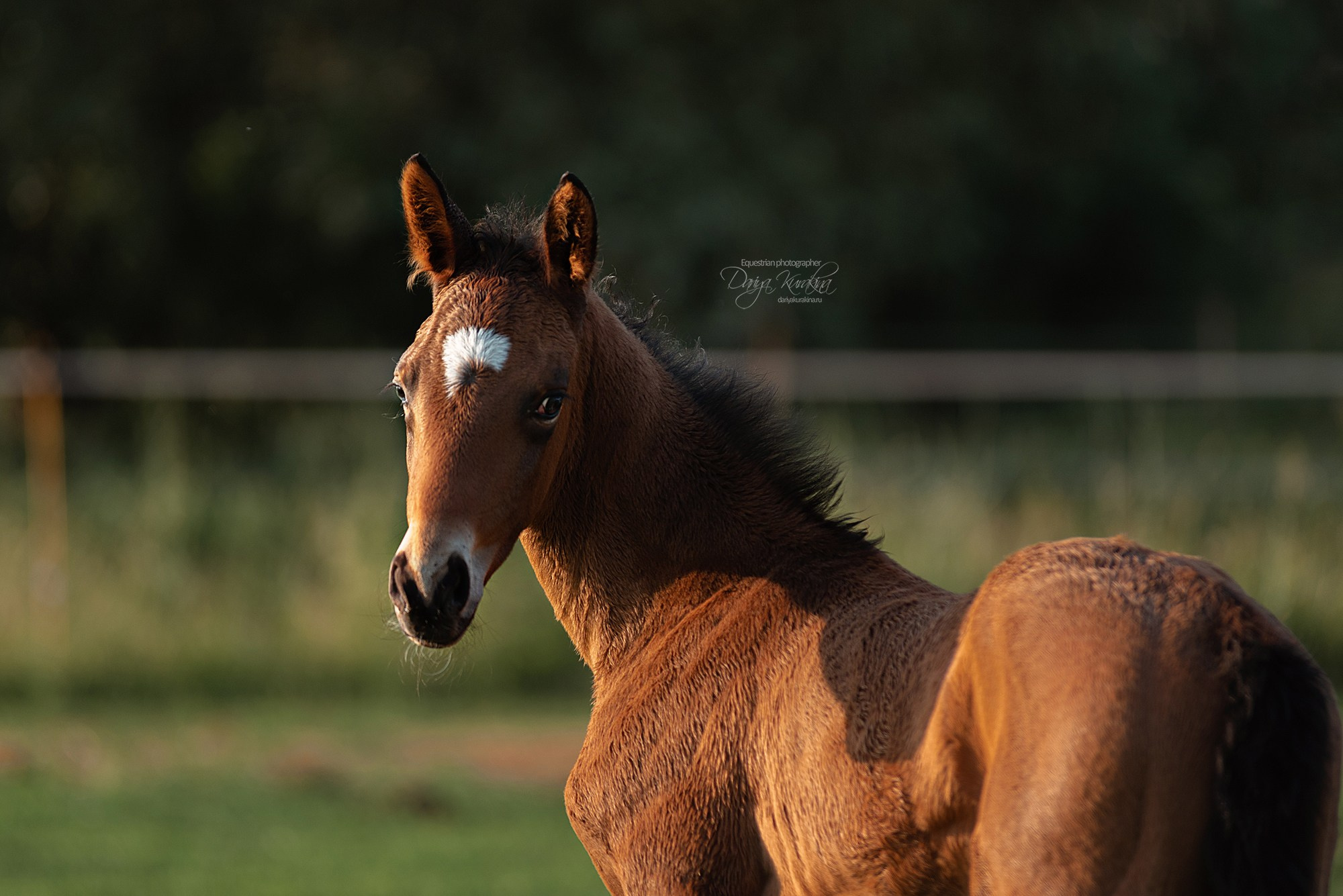Малышка Кэндис. Конный фотограф Куракина Дарья • Фотосессии с лошадьми