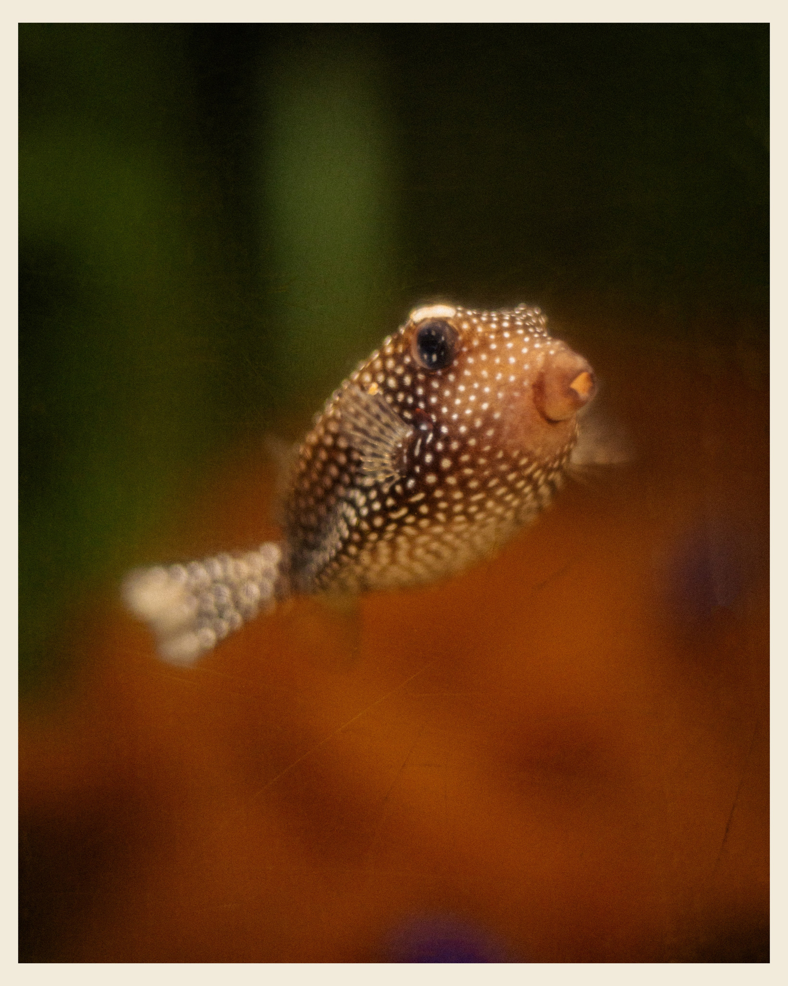 AILAND x VANO. Ivan Petrov photographer