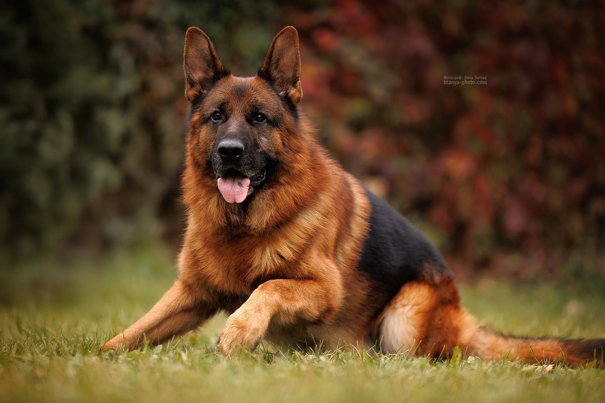 Rubio vom Grafenbrunn. Фотограф собак, фотограф-анималист Аня Титова (Titanya). Москва