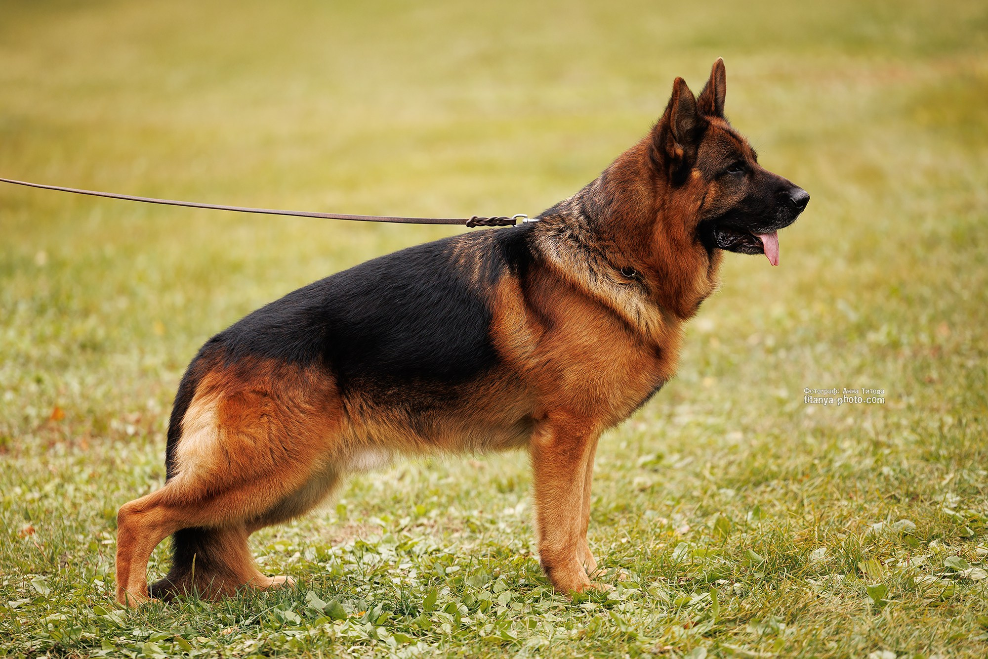 Rubio vom Grafenbrunn. Фотограф собак, фотограф-анималист Аня Титова (Titanya). Москва
