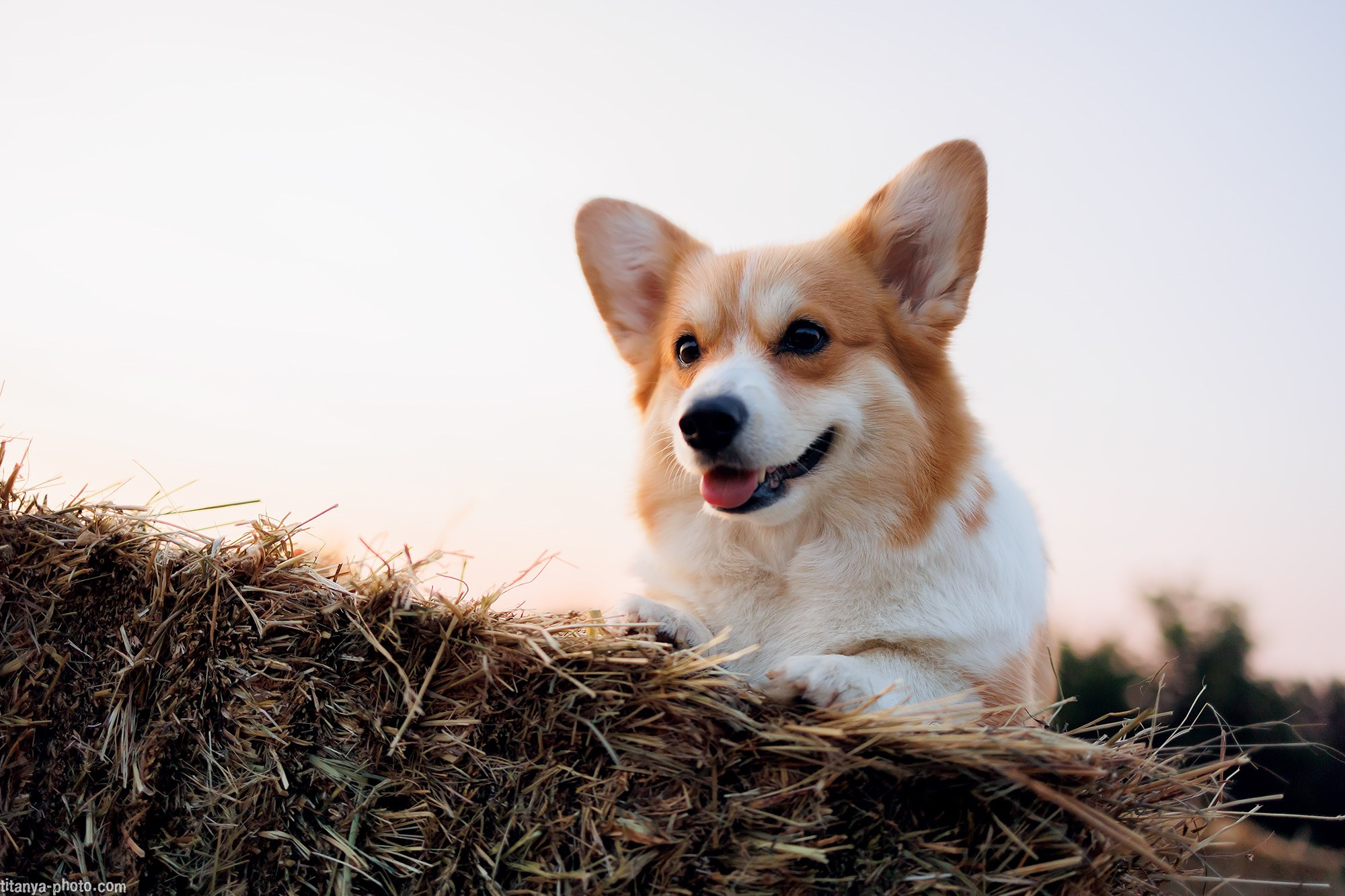 Собака на сене. Фотограф собак, фотограф-анималист Аня Титова (Titanya). Москва