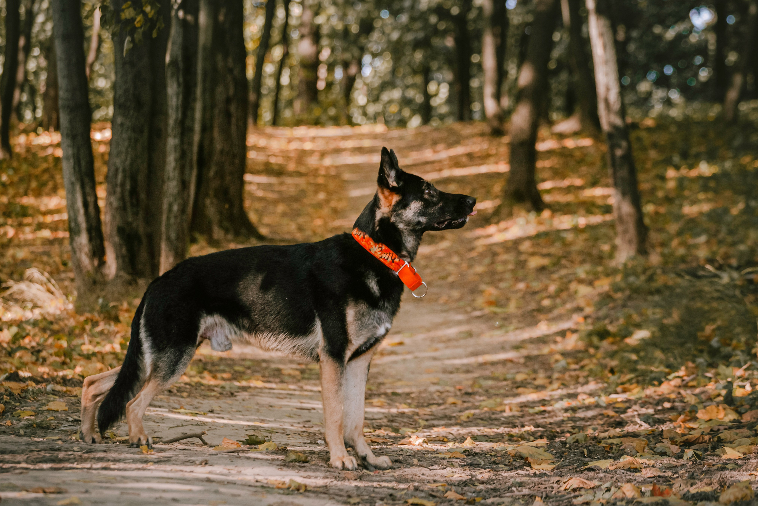Илай. Фотограф-анималист Татьяна Степанова