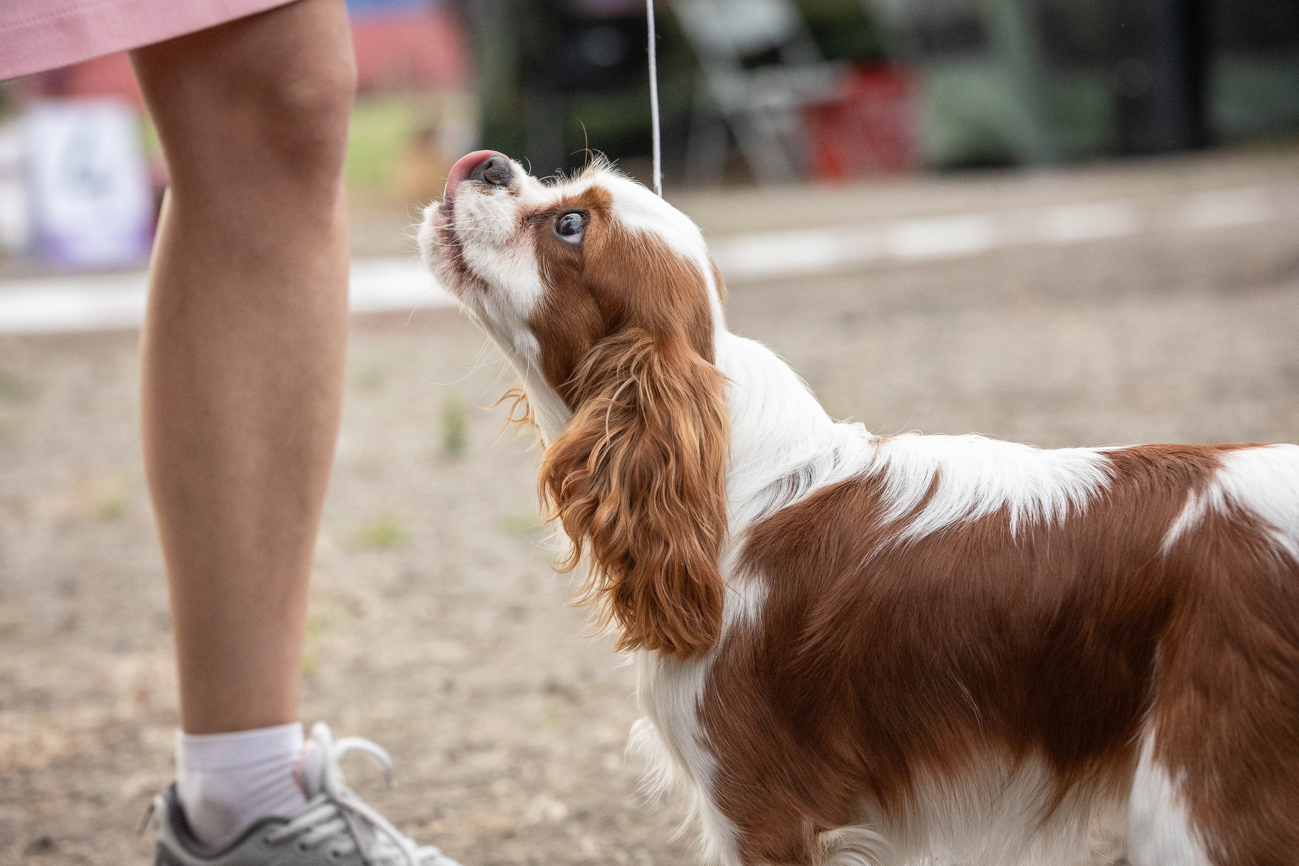Репортаж (фото с выставок). Фотограф-АниМалист Анна Абрамова