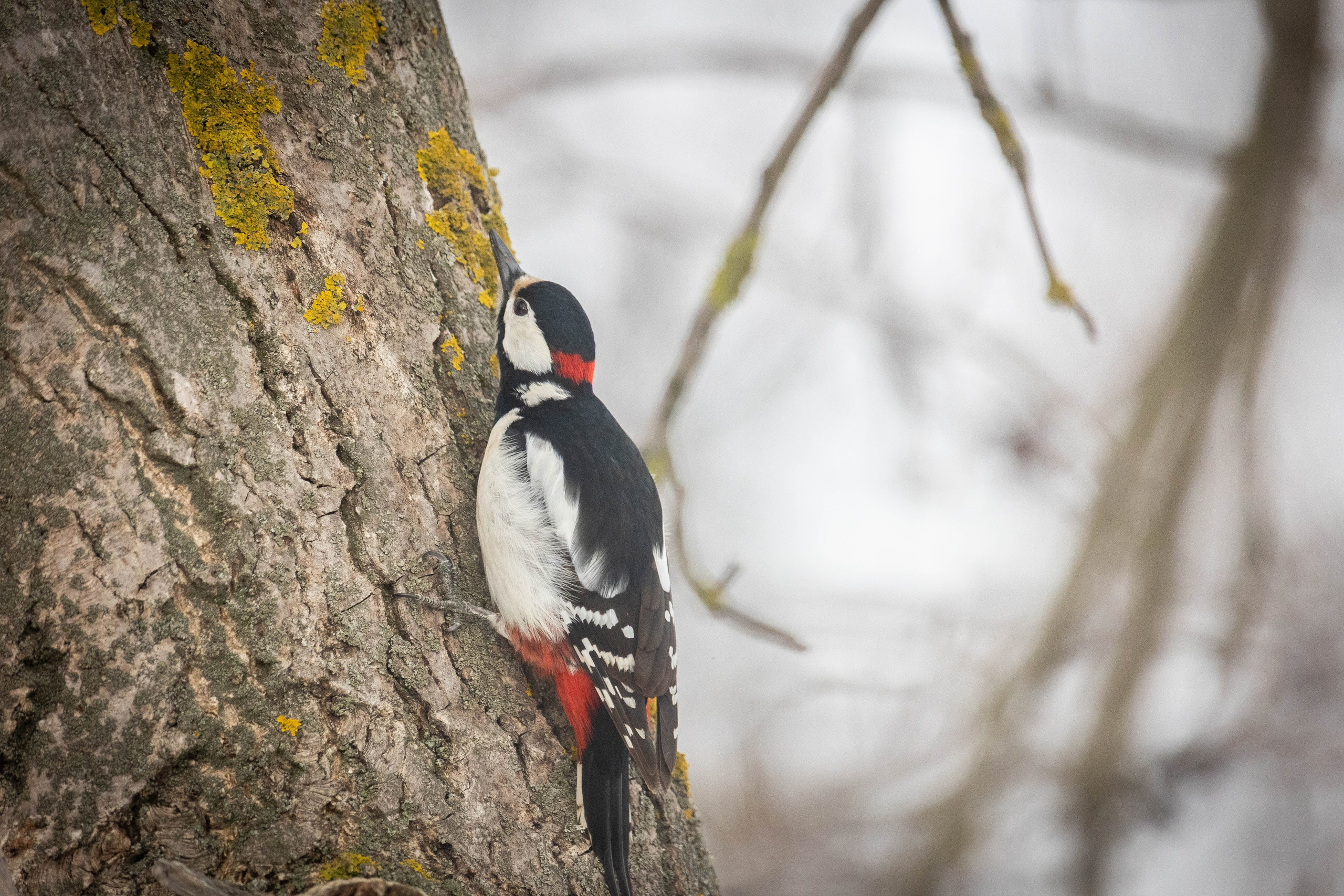 Дикий животный мир. Фотограф-АниМалист Анна Абрамова