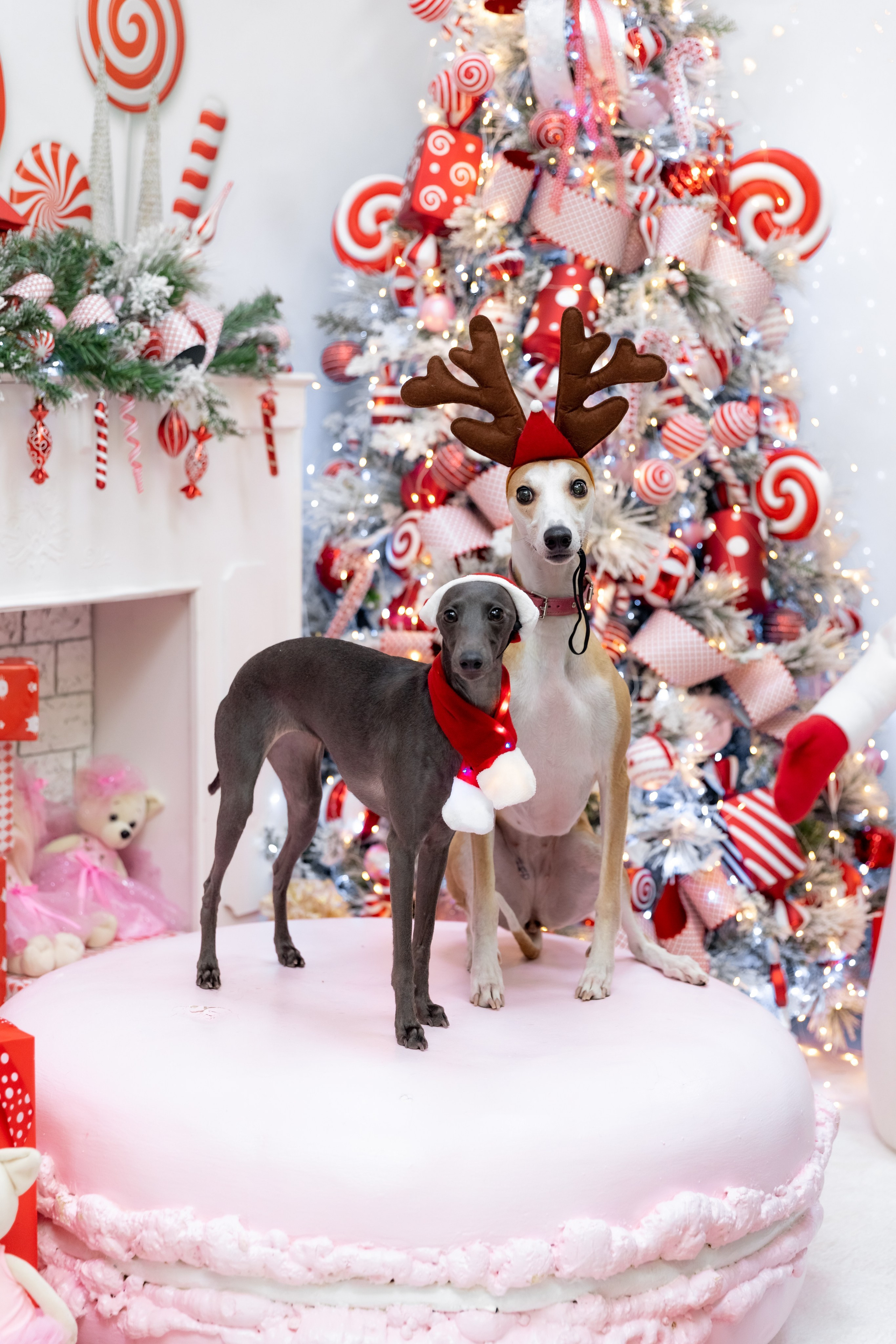 НОВОГОДНЯЯ ФОТОСЕССИЯ С ПИТОМЦАМИ