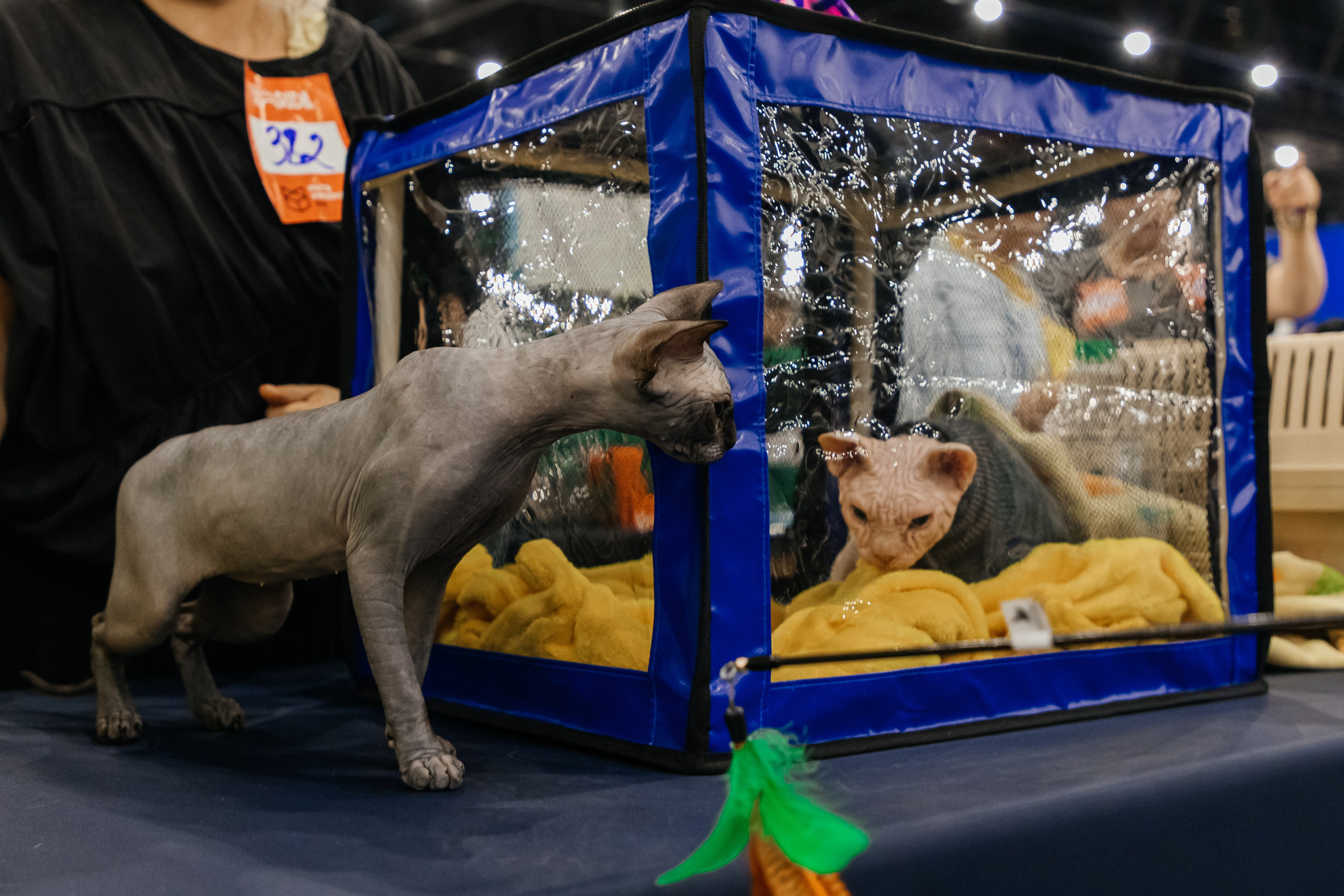 Зоошоу. Экспофорум 31.08. Выставка домашних животных. Семейный фотограф в Санкт-Петербурге Ева Маркова