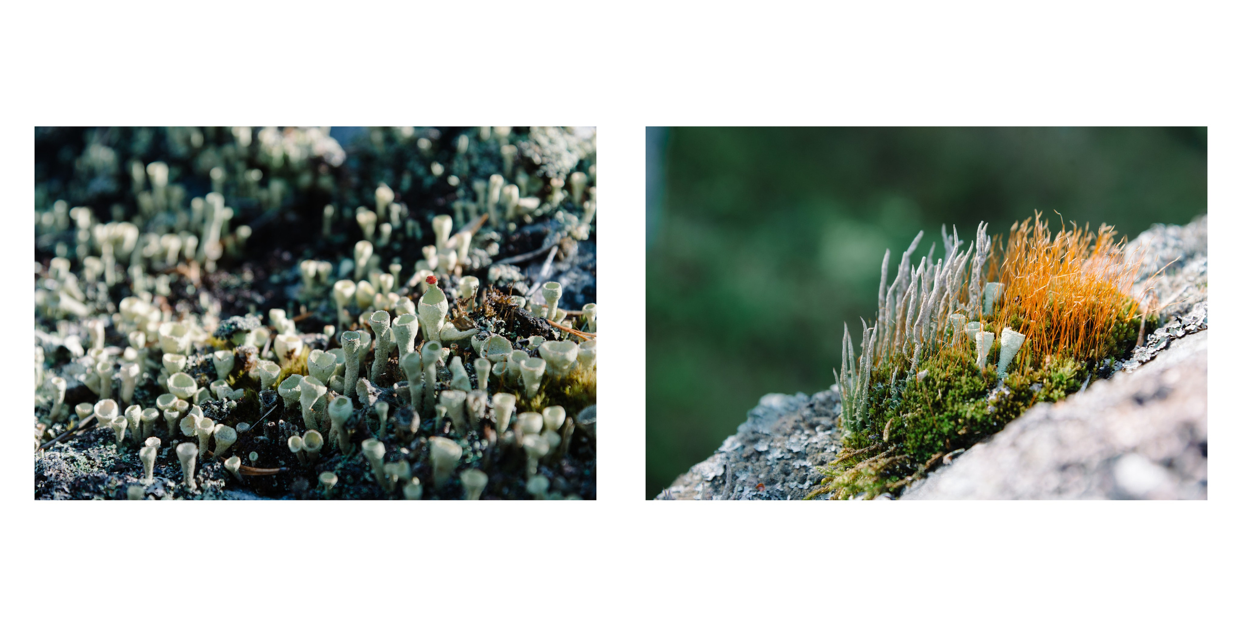 Белое море. Фотограф Алиса Калинина